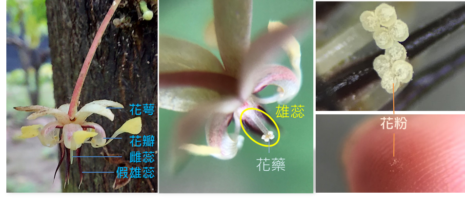 可可的花朵構造。可可花是兩性花，一朵花中兼具雄蕊及雌蕊。