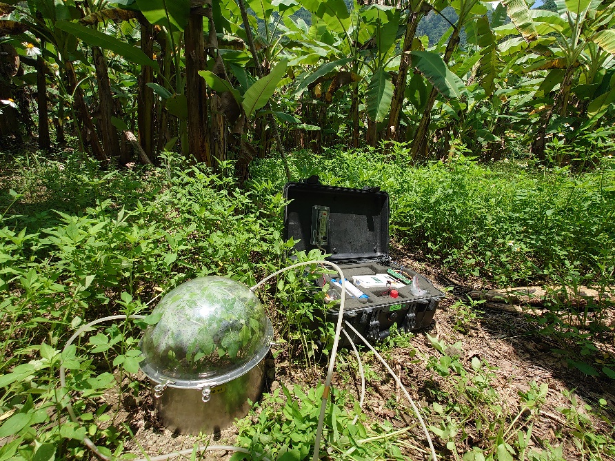 增加碳匯新利器-草生栽培農法