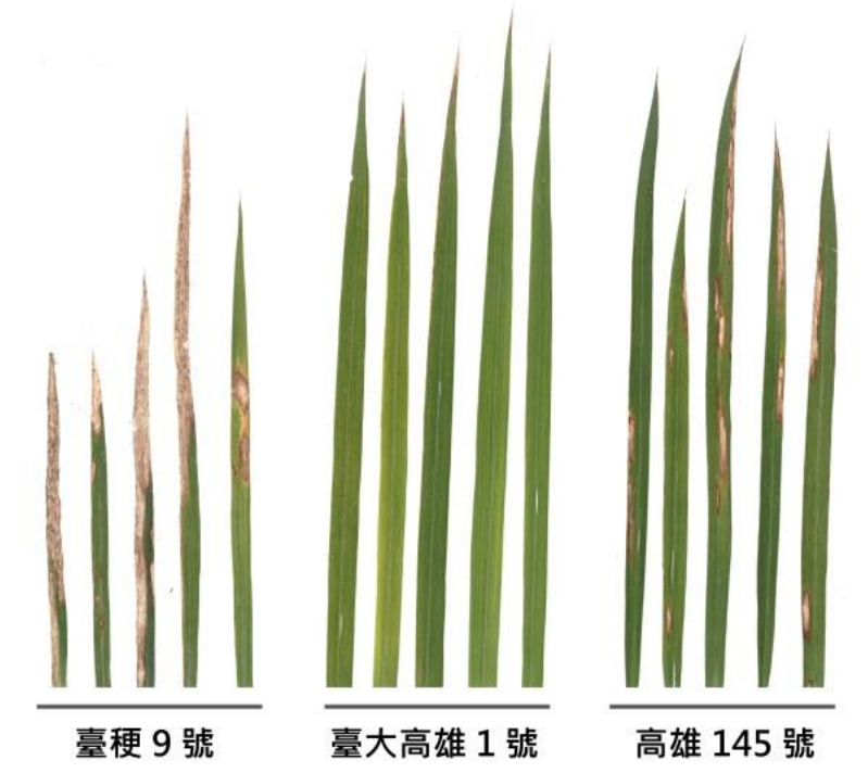 水稻‘臺大高雄1號 (情有獨鍾)’葉稻熱病抗性表現優異。