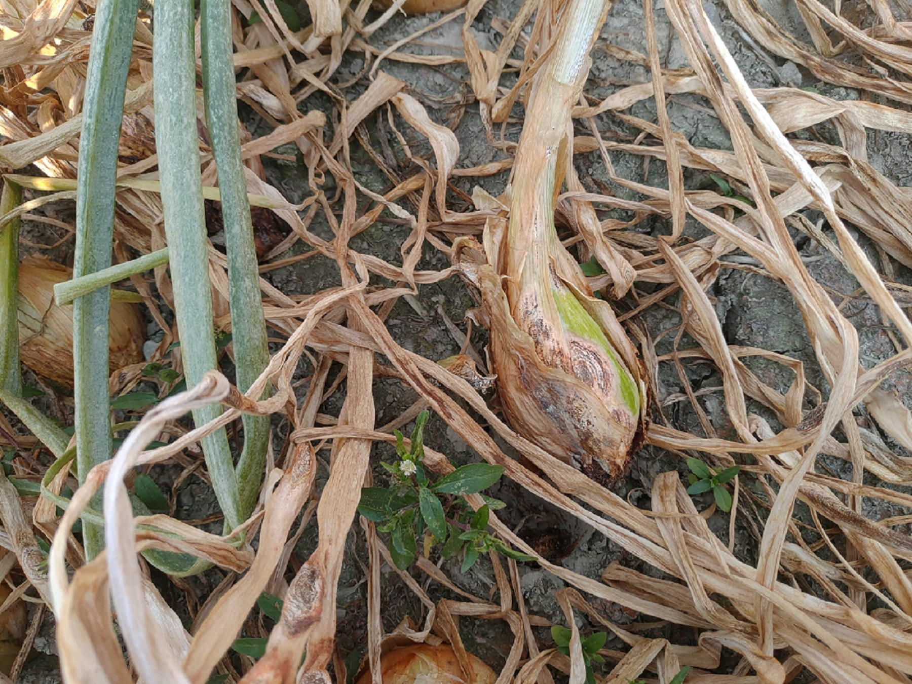 溫度變化大偶有降雨 洋蔥病害多留意