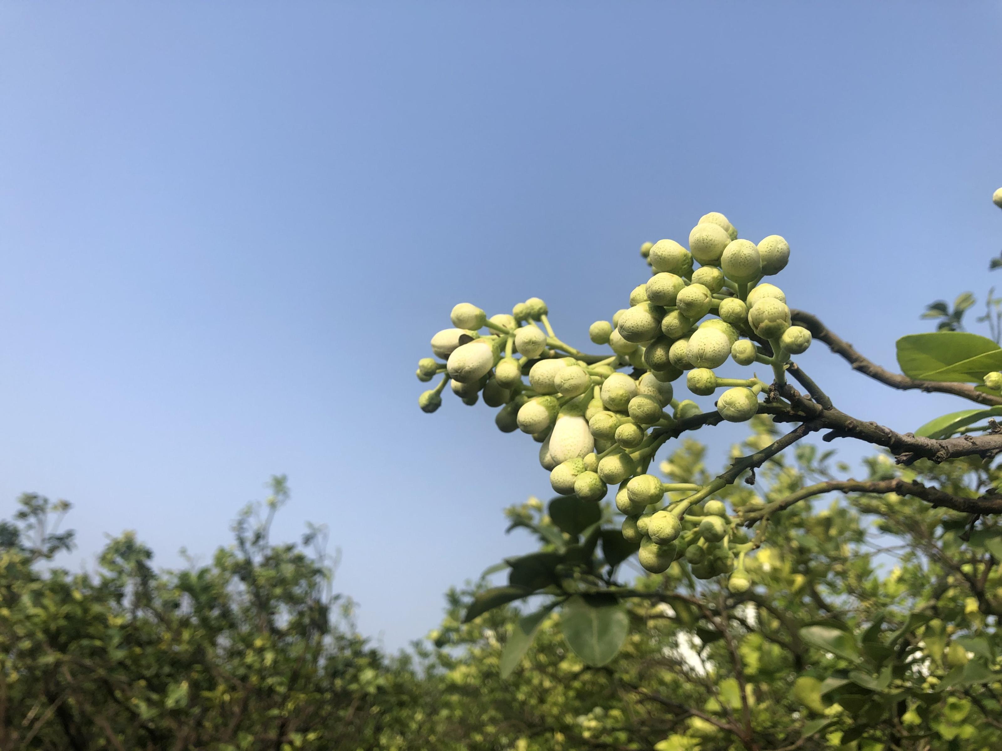 文旦花苞開展前應即噴藥防治小黃薊馬