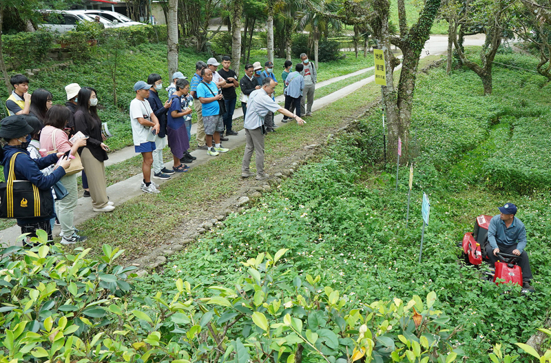 果園雜草剪不斷理還亂 臺東場友善環境地被植物管理