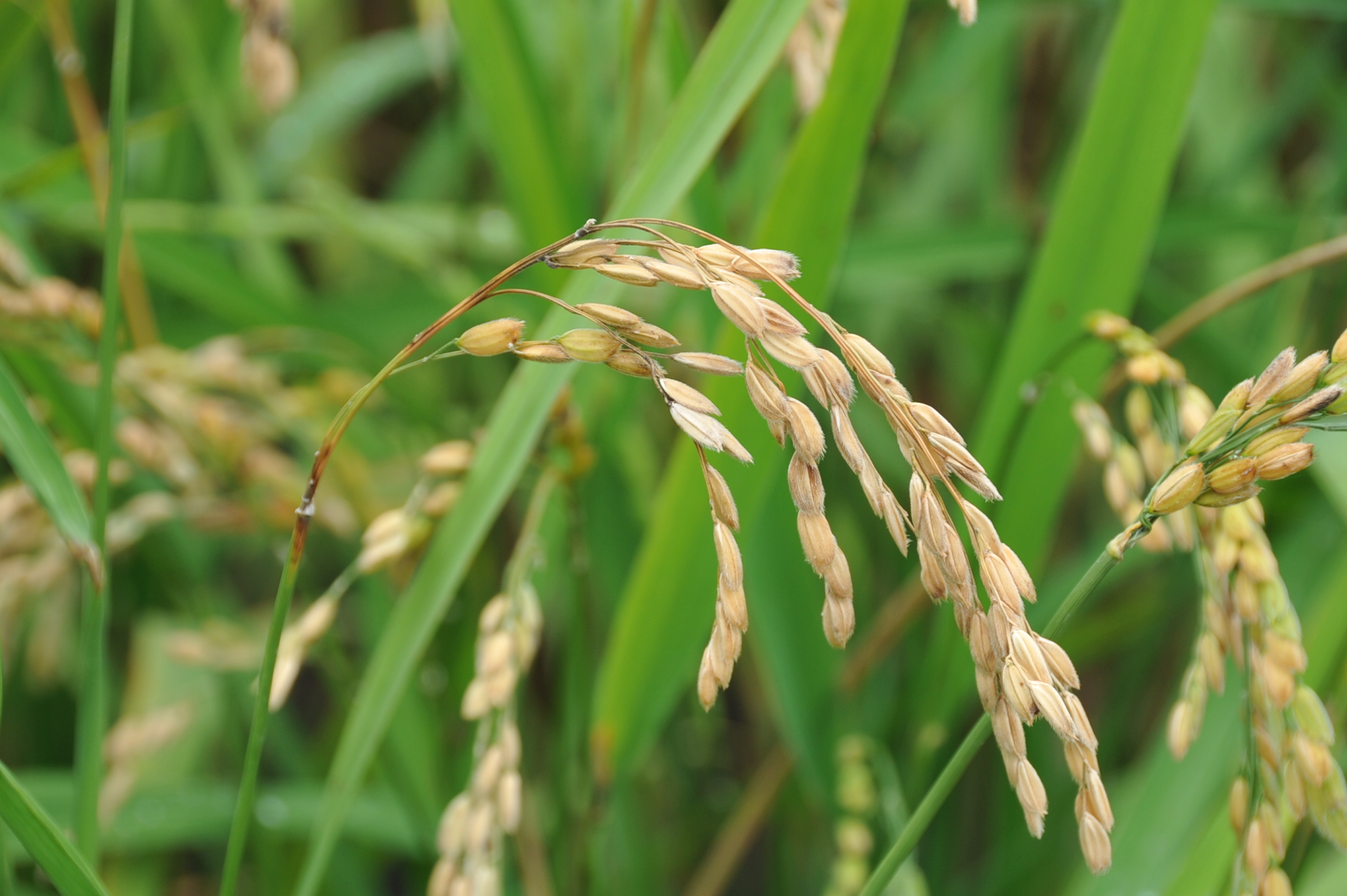 中部地區水稻穗稻熱病發警報