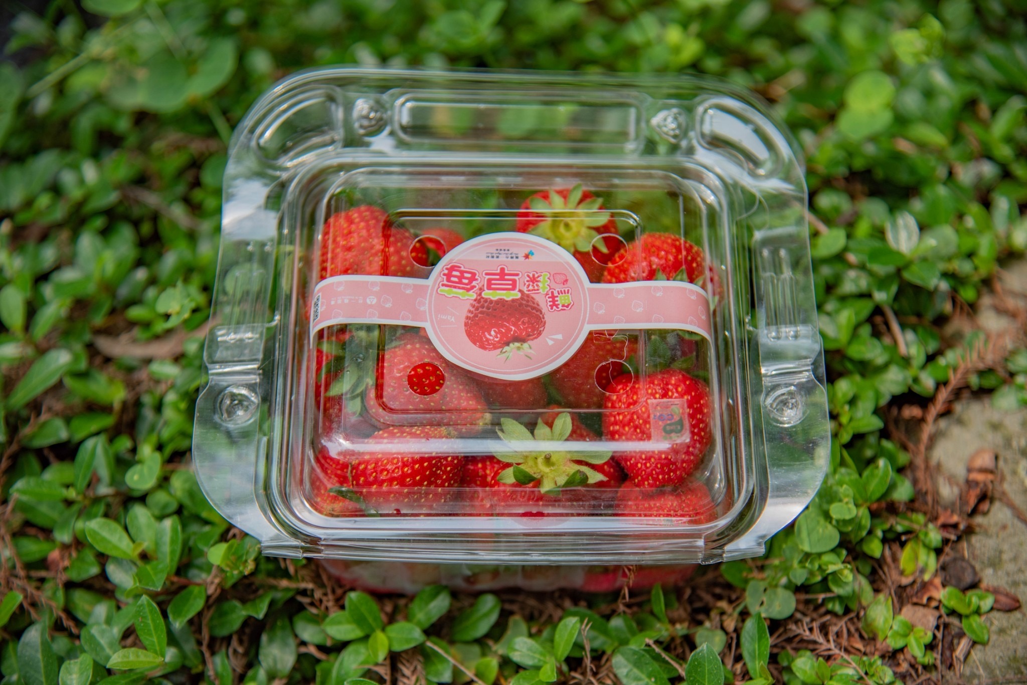 台一生態休閒農場所生產的「400克塑膠手提盒草莓」