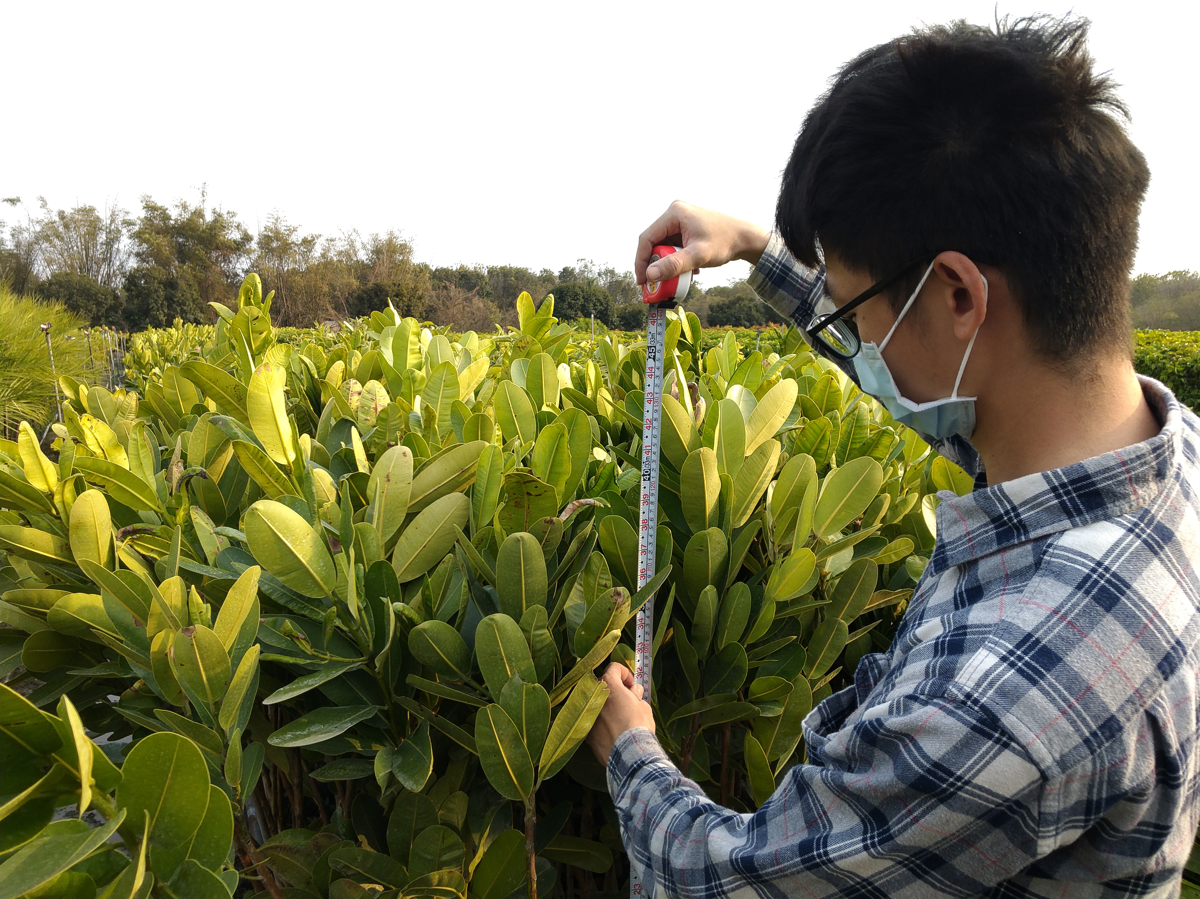 揀取高度相近且無明顯病徵的瓊崖海棠苗木，作為生物肥料試驗的處理材料