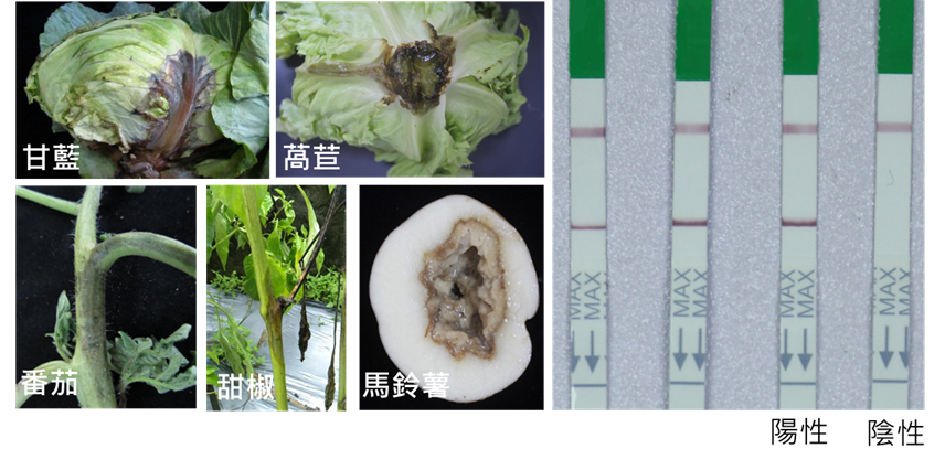 植物病原快檢技術，協助農作物高風險病原的診斷與鑑定，圖為軟腐細菌核酸快檢技術