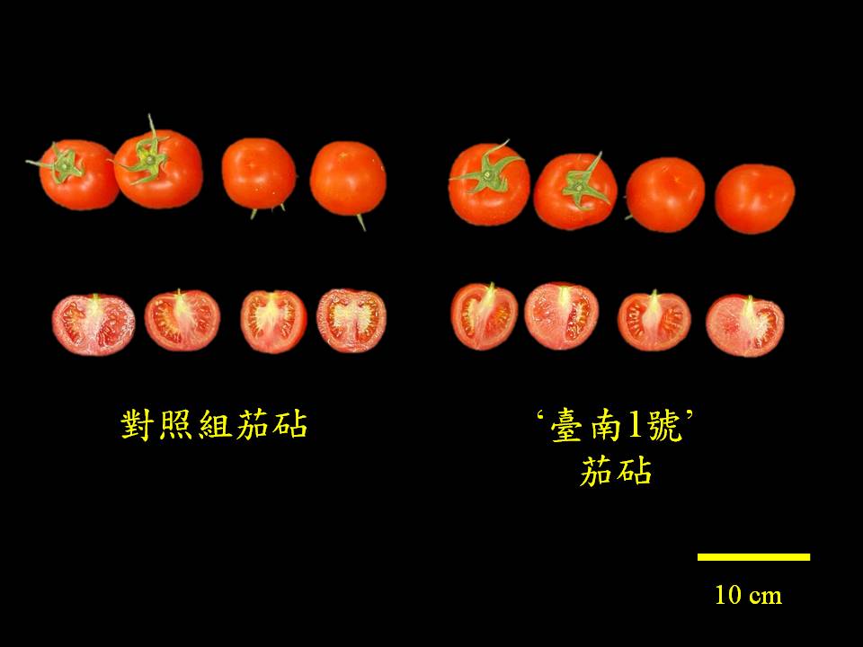 提升番茄抗病能力與產量　茄砧新品種「臺南1號」亮相