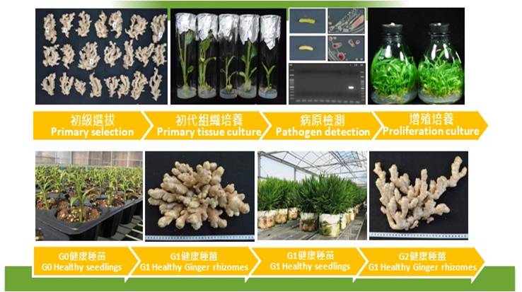 建立健康種薑選拔與生產流程體系