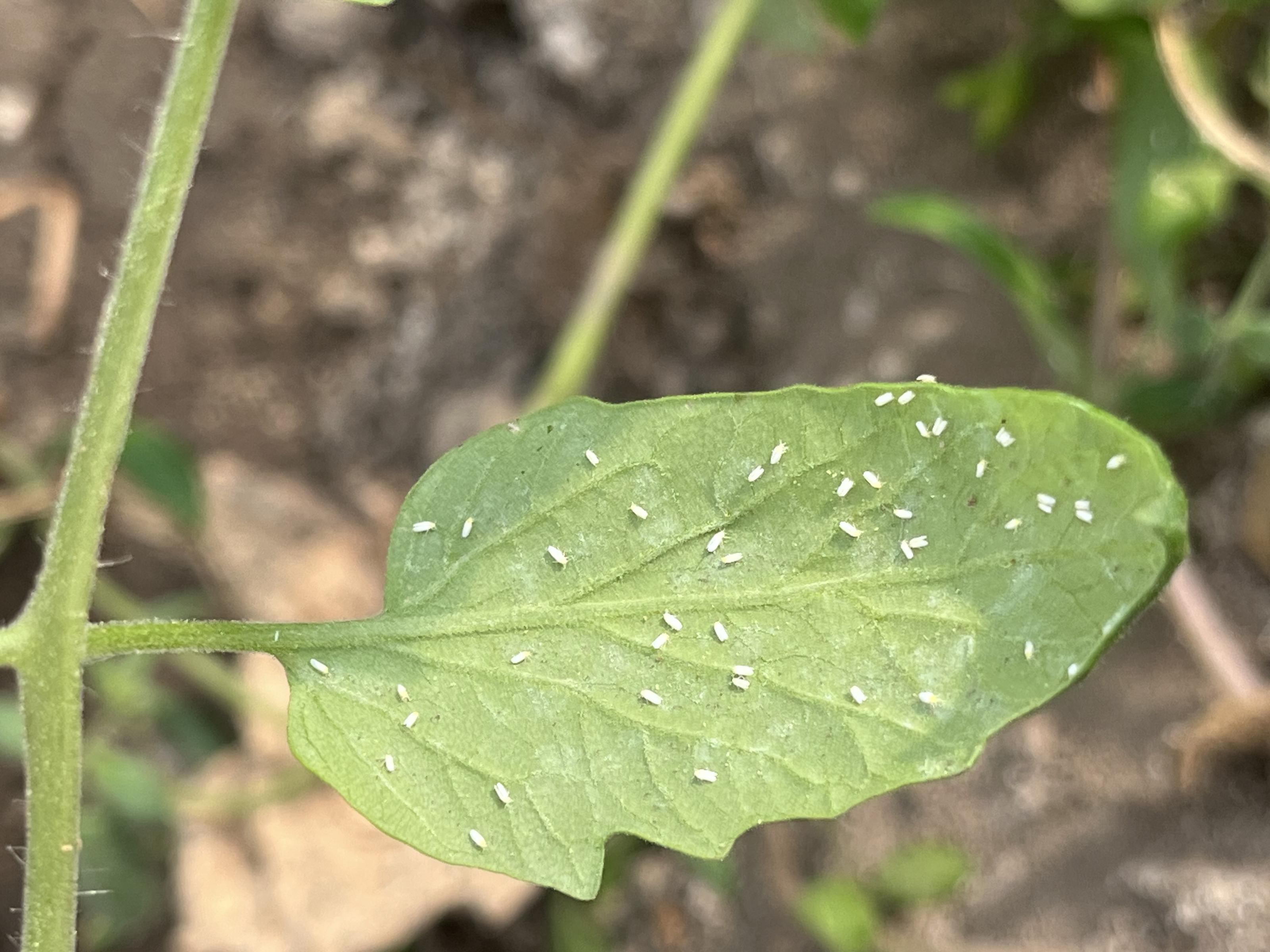 進入秋冬季南部地區降雨減少，銀葉粉蝨、蚜蟲和薊馬等病毒媒介昆蟲容易大量繁殖，圖為銀葉粉蝨