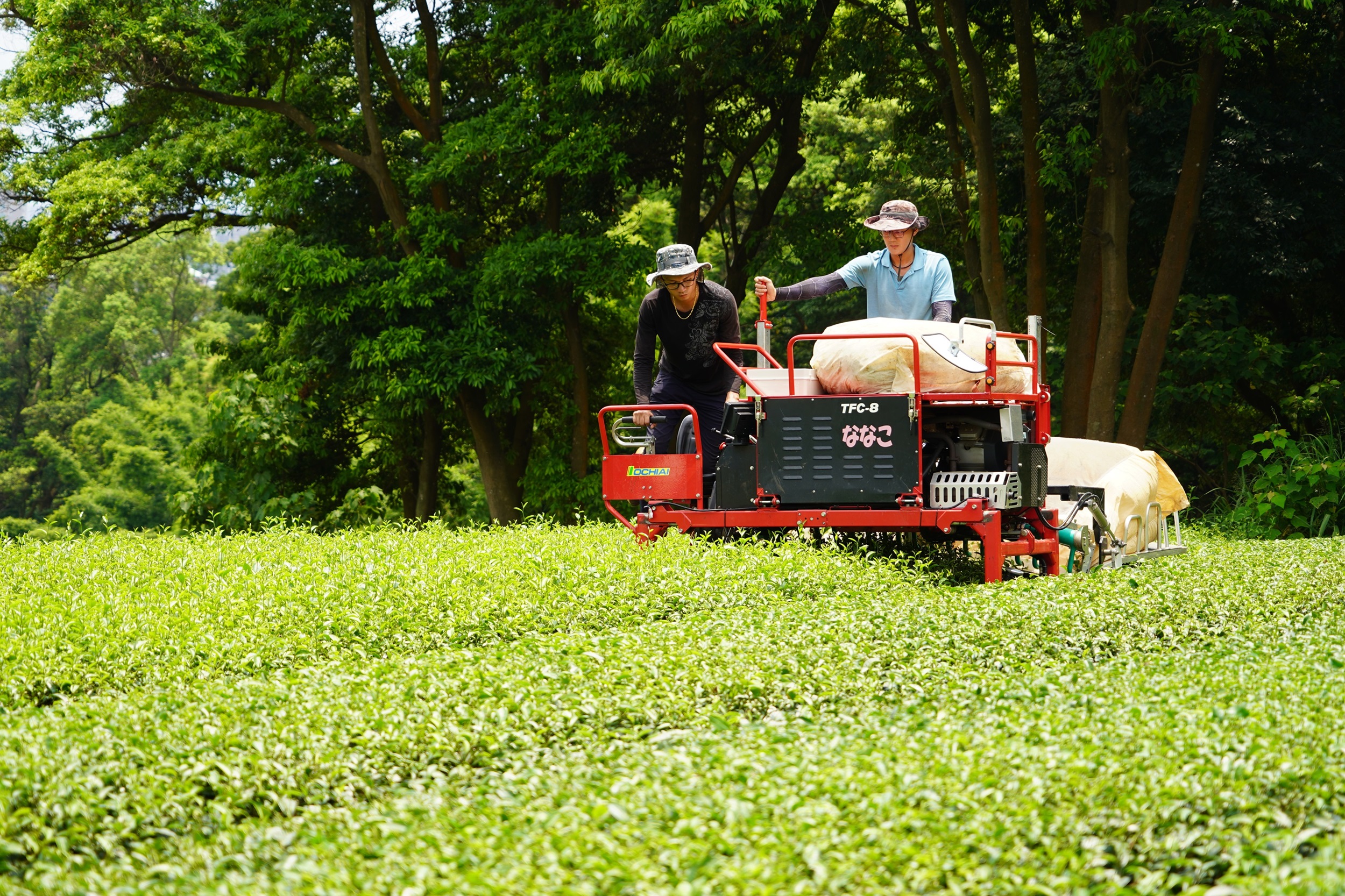 機械農事團協助農友輕鬆務農，圖為乘坐式採茶機