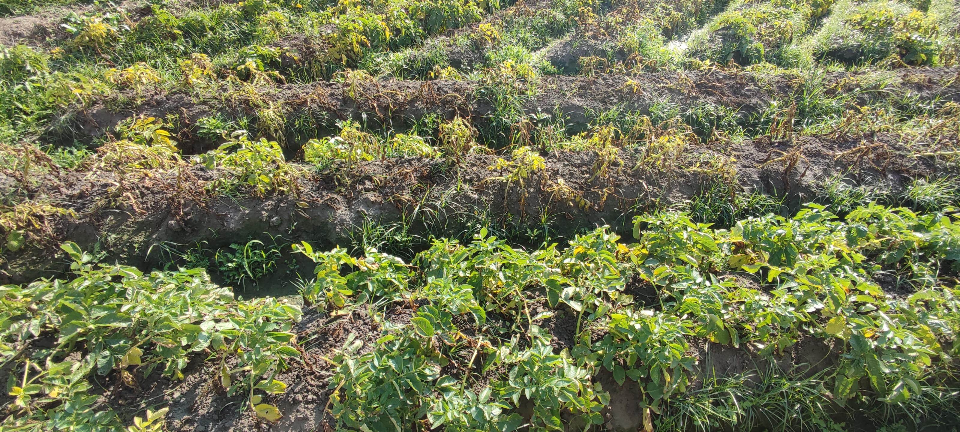 倘無及時防治晚疫病,馬鈴薯植株葉片受晚疫病菌侵染後,全株葉片快速焦枯,對馬鈴薯產量及品質影響甚鉅。 倘無及時防治晚疫病,馬鈴薯植株葉片受晚疫病菌侵染後,全株葉片快速焦枯,對馬鈴薯產量及品質影響甚鉅。