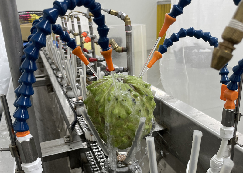 新型鳳梨釋迦果實清潔機械作業流程,鳳梨釋迦果實經次氯酸水淋洗殺菌 新型鳳梨釋迦果實清潔機械作業流程,鳳梨釋迦果實經次氯酸水淋洗殺菌