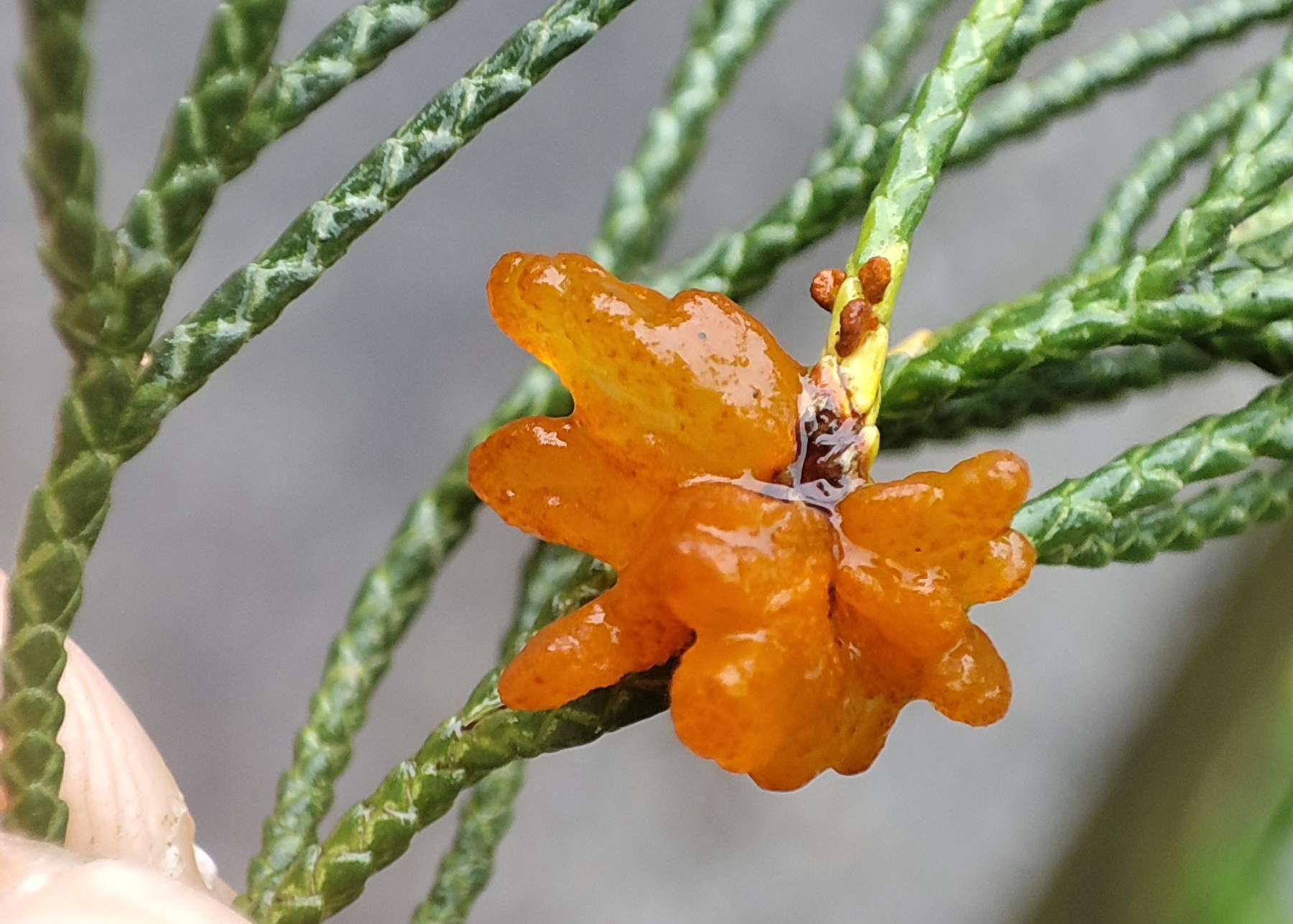 龍柏葉片上的橘紅色黏稠狀物體,即為梨赤星病菌的冬孢子堆,在合適溫度下冬孢子可發芽並產生擔孢子,並透過風力傳播入侵感染梨樹。 龍柏葉片上的橘紅色黏稠狀物體,即為梨赤星病菌的冬孢子堆,在合適溫度下冬孢子可發芽並產生擔孢子,並透過風力傳播入侵感染梨樹。