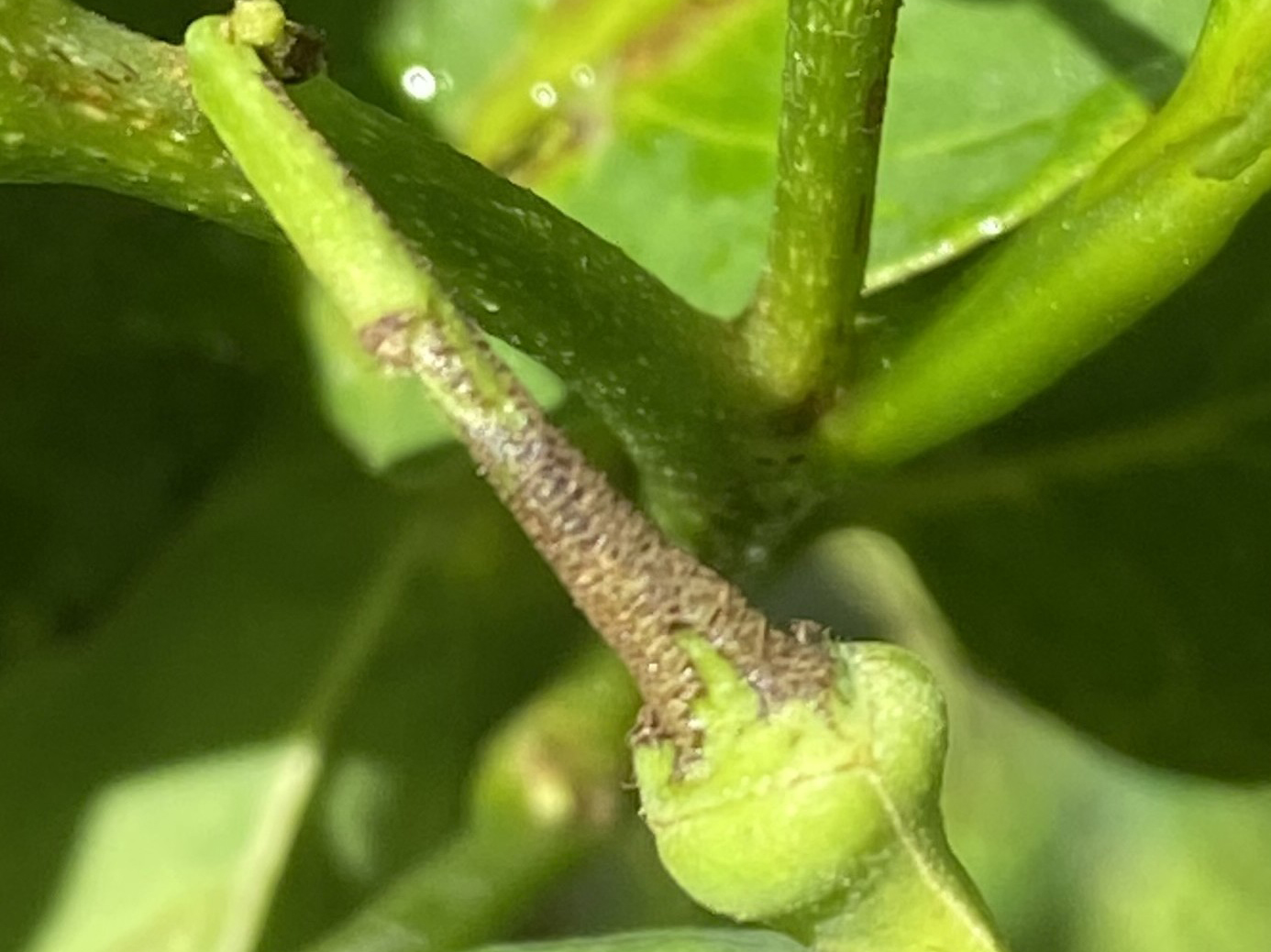 小黃薊馬為害花器造成褐色不規則銼傷狀斑塊 小黃薊馬為害花器造成褐色不規則銼傷狀斑塊