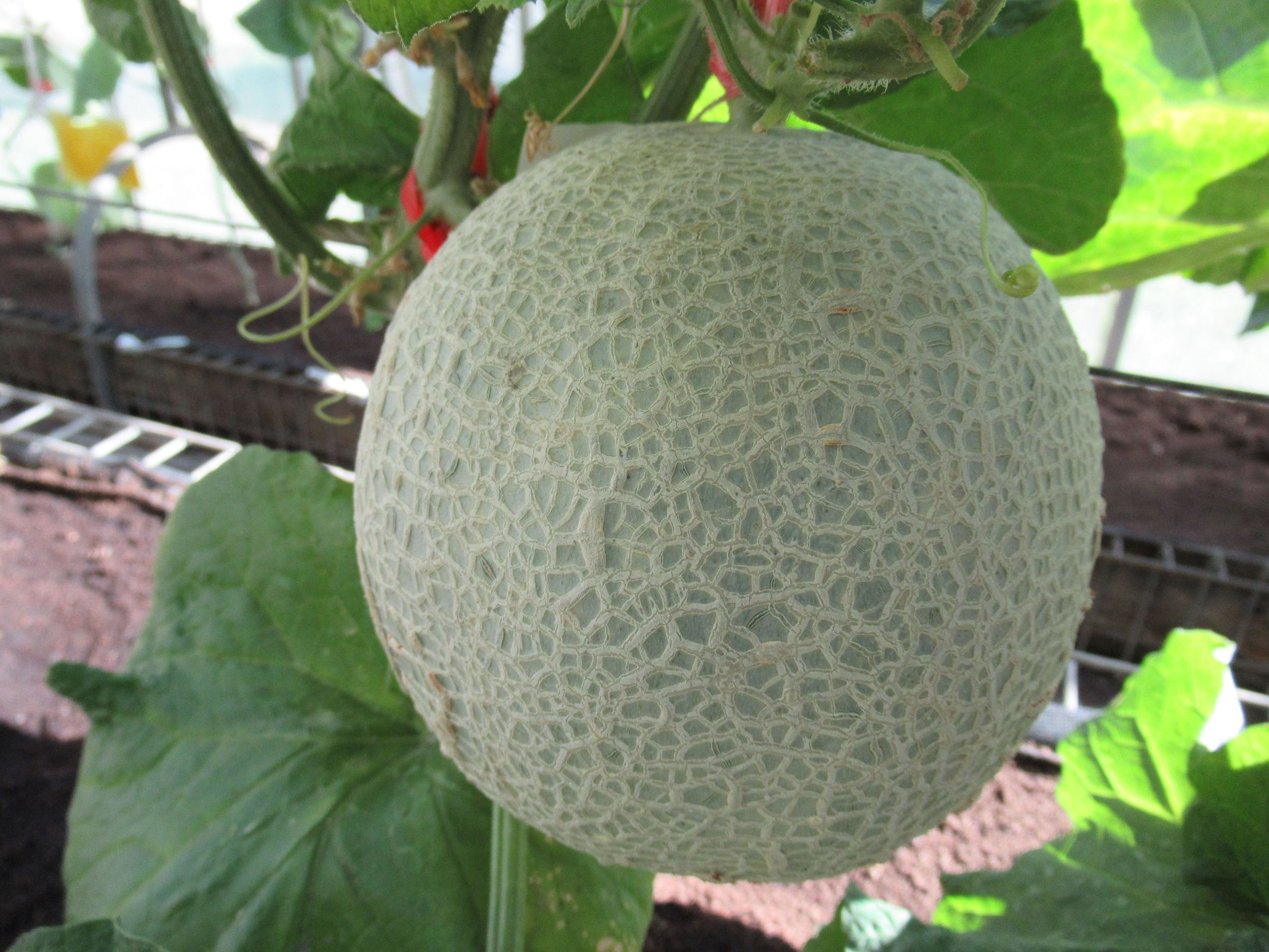 利用免登記植物保護資材種植洋香瓜 品質食安免煩惱 利用免登記植物保護資材種植洋香瓜 品質食安免煩惱