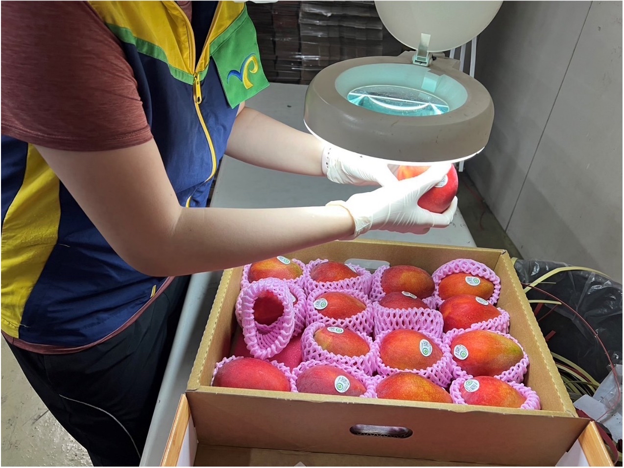 我國檢疫人員進行外銷芒果輸出檢疫作業 我國檢疫人員進行外銷芒果輸出檢疫作業