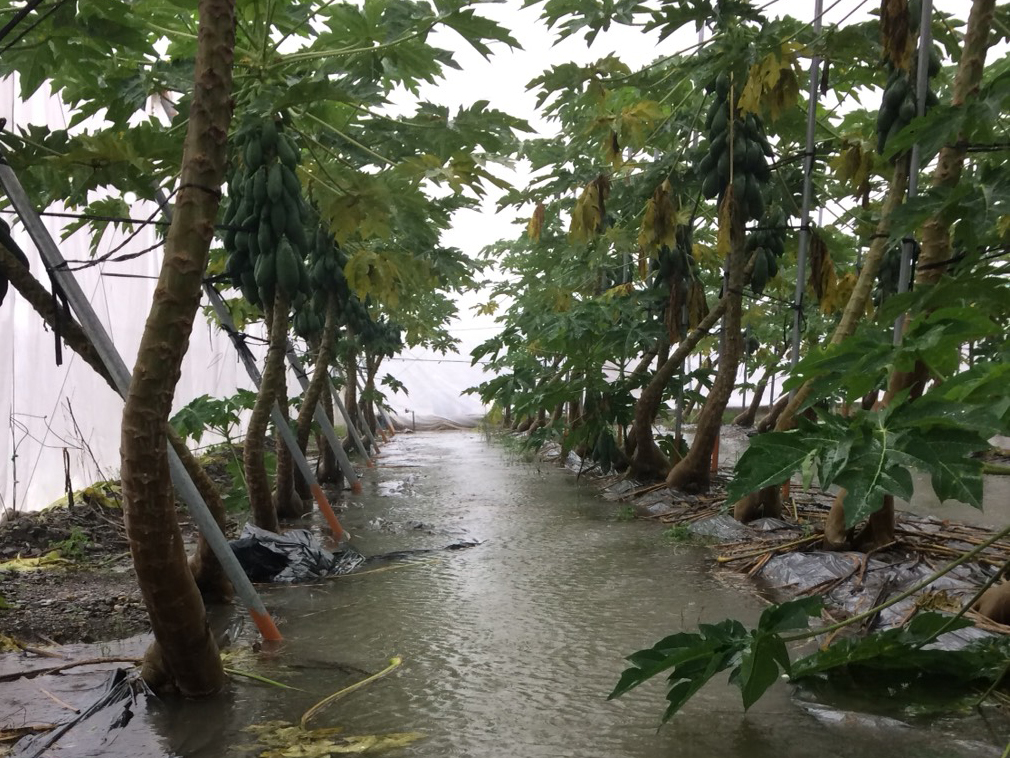 豪雨過後,應加強園區排水,若後續無降雨之虞,可掀開畦面塑膠布,以利水分蒸發。 豪雨過後,應加強園區排水,若後續無降雨之虞,可掀開畦面塑膠布,以利水分蒸發。