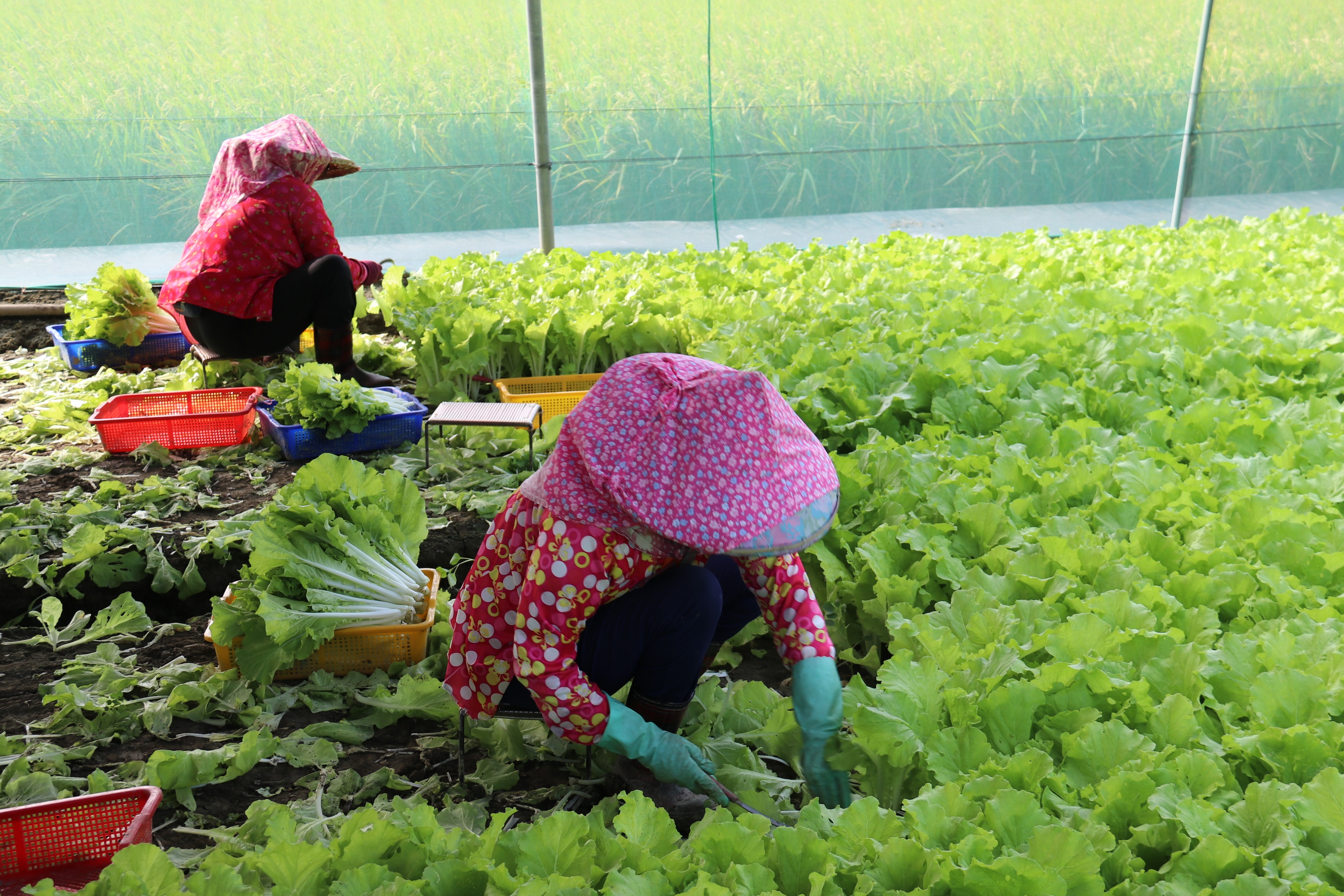受范斯高颱風外圍雲系影響,收穫期葉菜宜儘速採收 受范斯高颱風外圍雲系影響,收穫期葉菜宜儘速採收