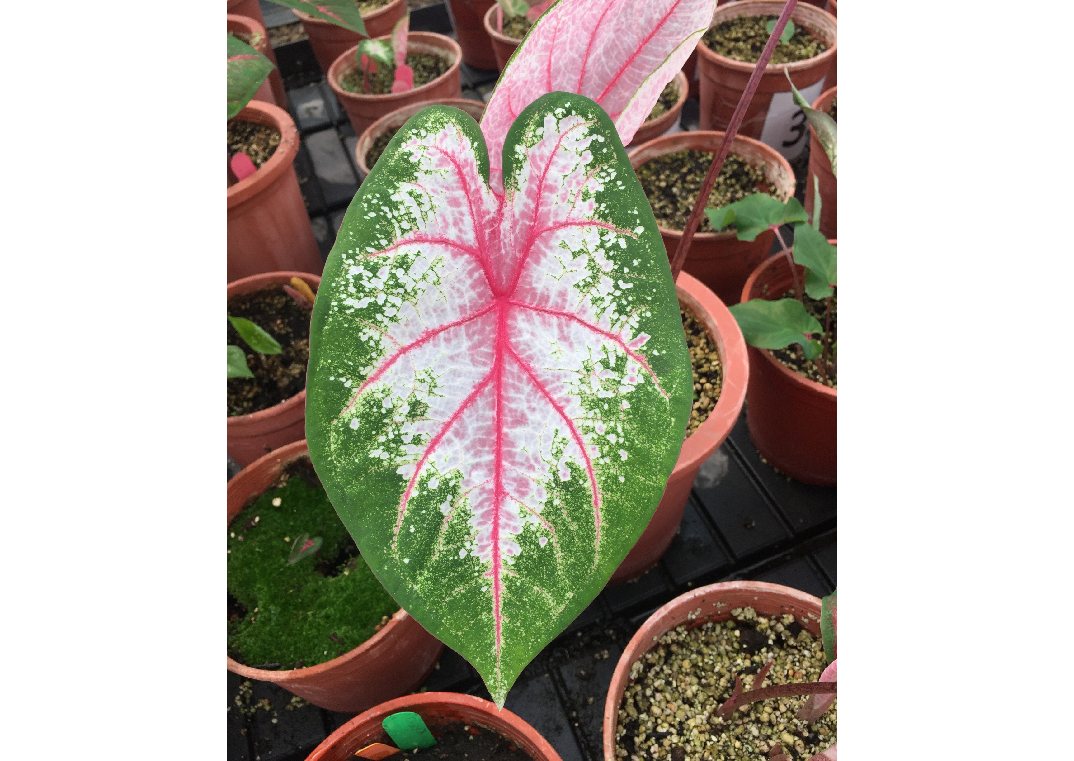 運用植物品種權 再創農業新紀元,圖為粉嫩透亮的彩葉芋種苗4號–櫻之雪 運用植物品種權 再創農業新紀元,圖為粉嫩透亮的彩葉芋種苗4號–櫻之雪