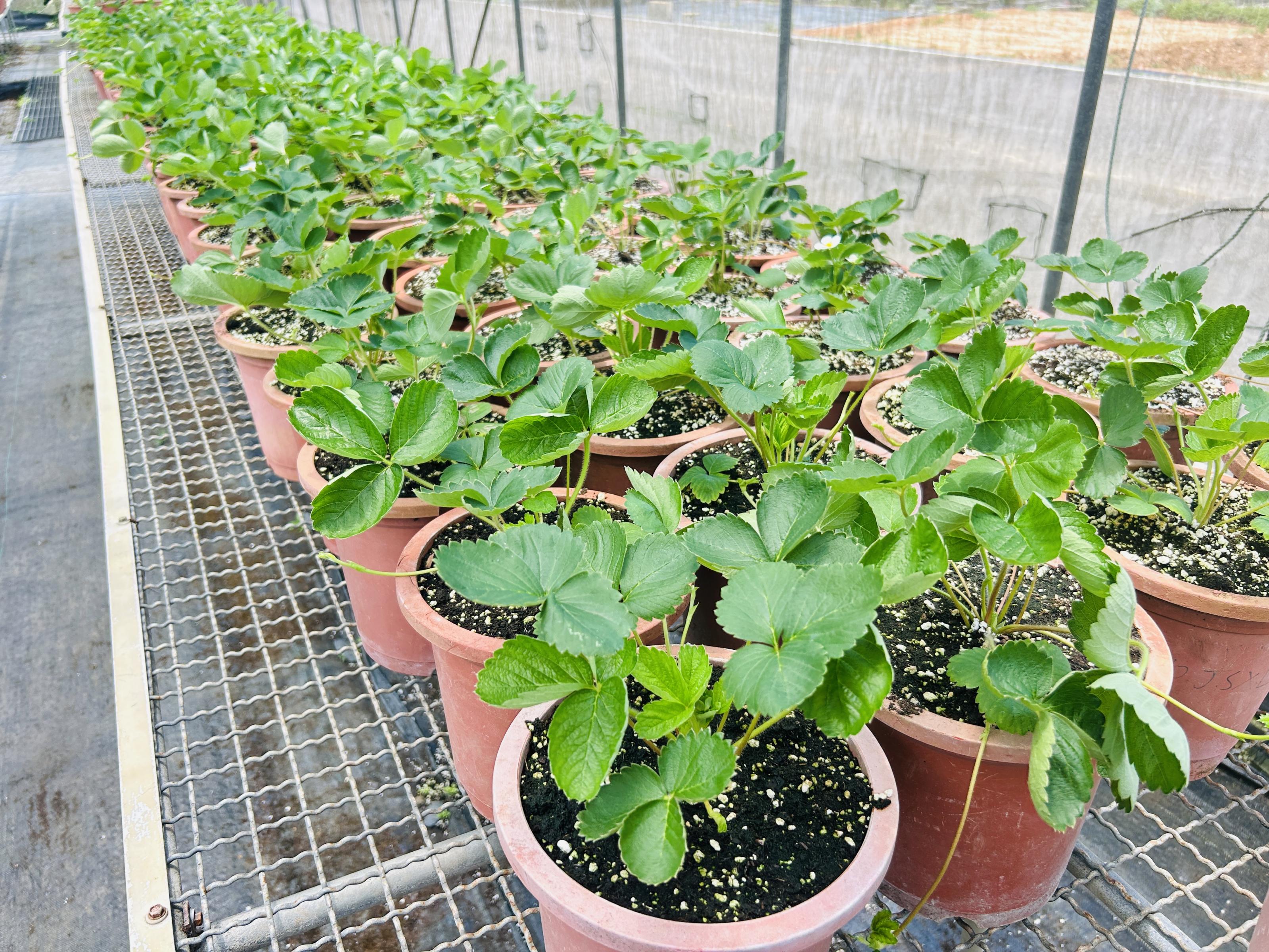 草苺穩定生產從育苗開始 桃園場揭示五大關鍵管理重點