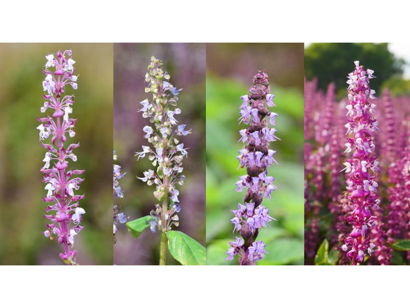  仙草新品種齊發登場，花色繽粉、花期交錯，各具特色