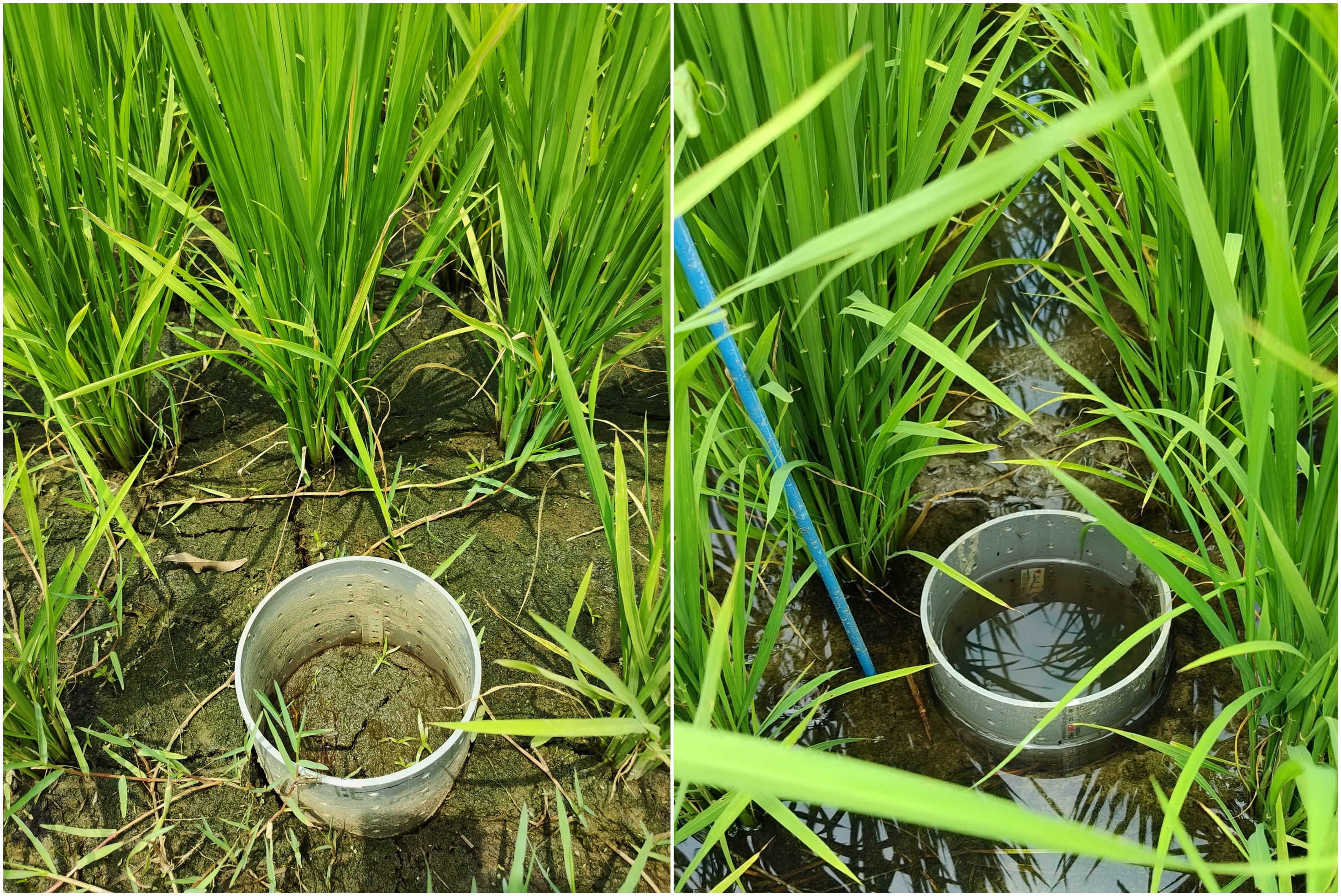 節水減碳雙效益　臺南場推廣稻田乾濕灌溉新技術