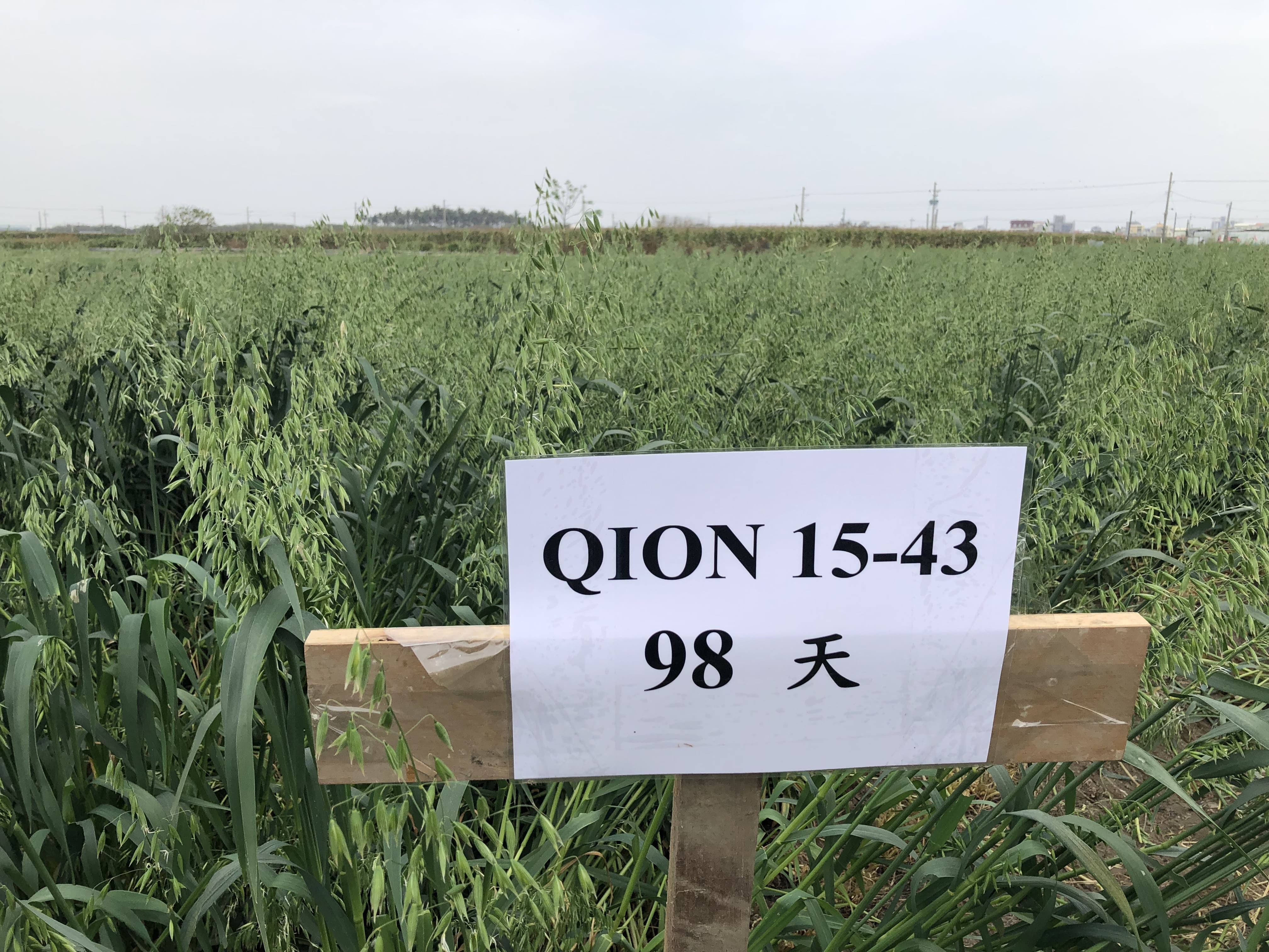 燕麥墾丁選一號種植98天之植株生長情形 燕麥墾丁選一號種植98天之植株生長情形