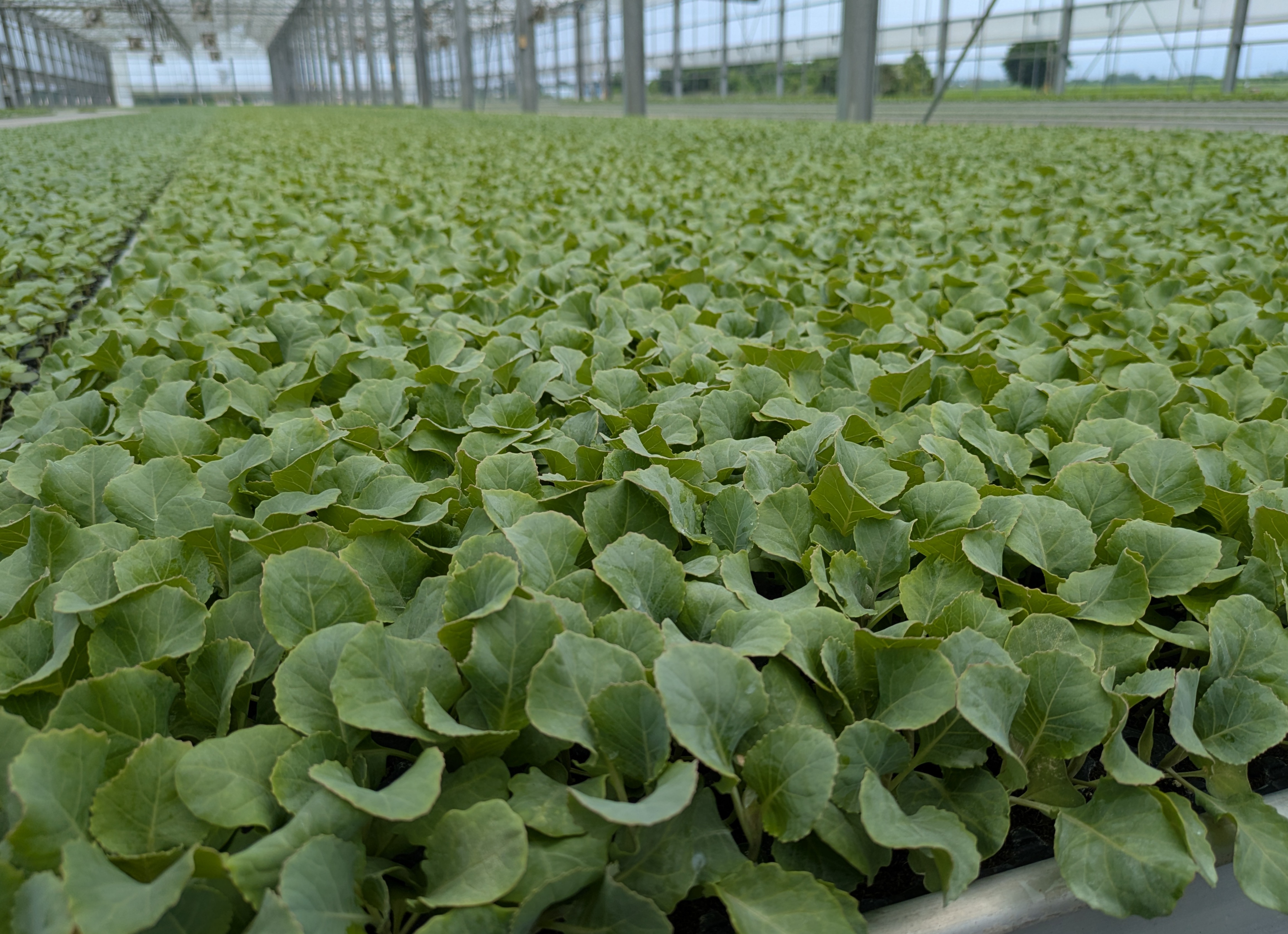 甘藍種植面積連續4旬亮紅燈 農糧署籲請農友分散種植避風險