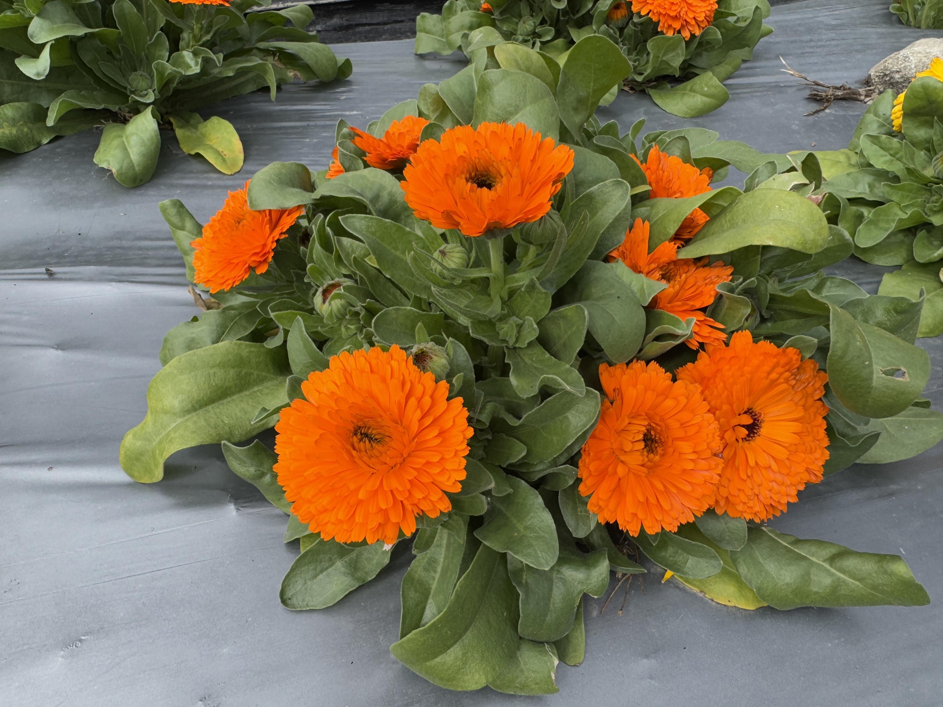 桃園場金盞花萃取新技術 享美味也能補充葉黃素 桃園場金盞花萃取新技術 享美味也能補充葉黃素