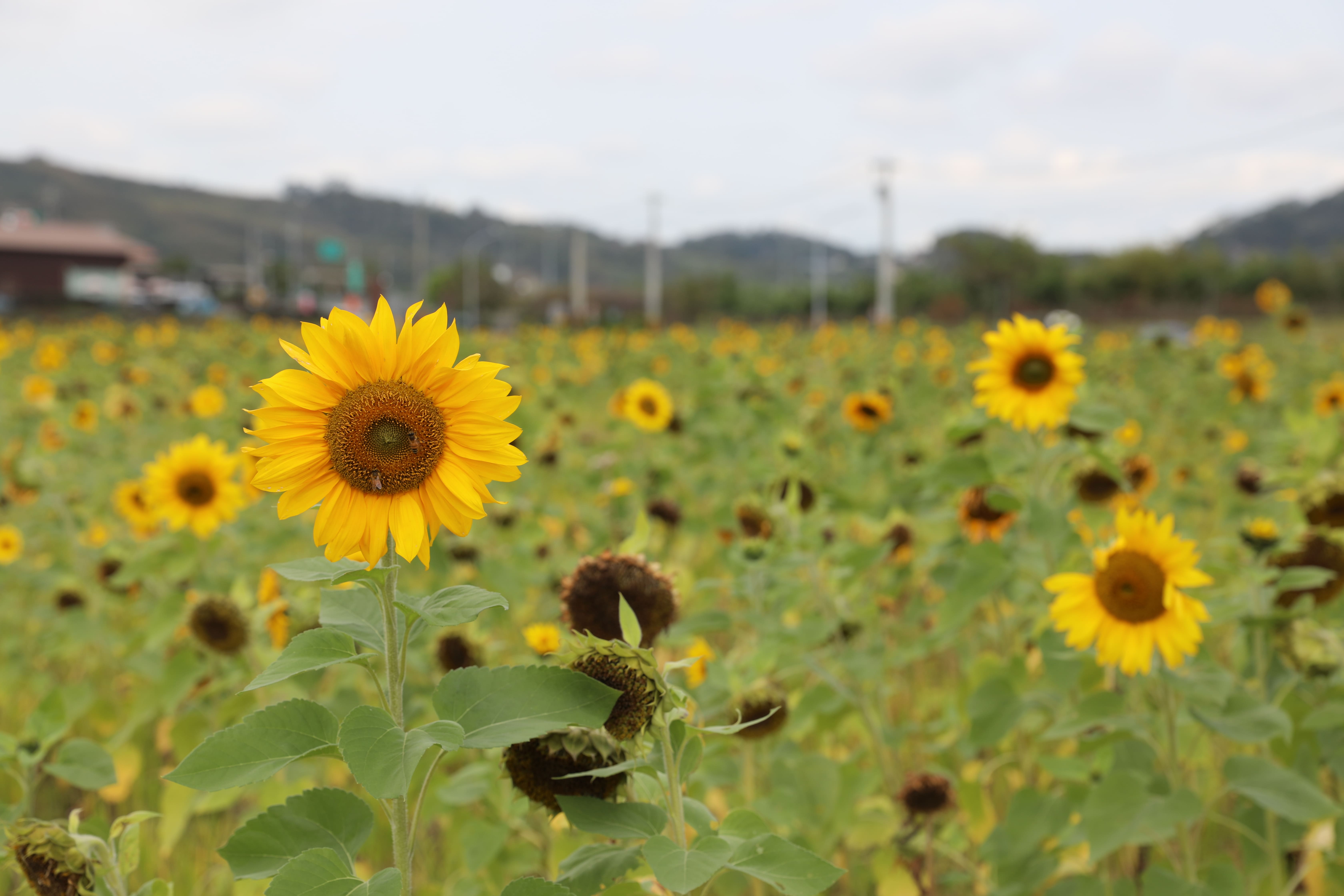  綠肥作物向日葵花海開花時形成繽紛花海，營造出農村景觀