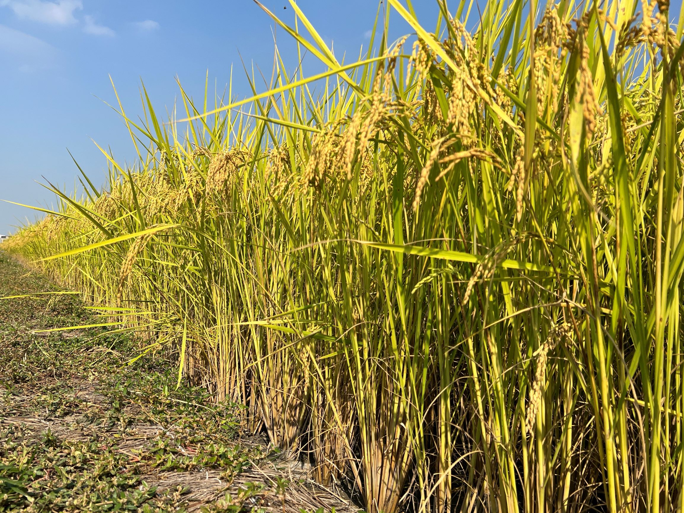 台農88號香米 耐熱省水 智慧監測打造永續稻作