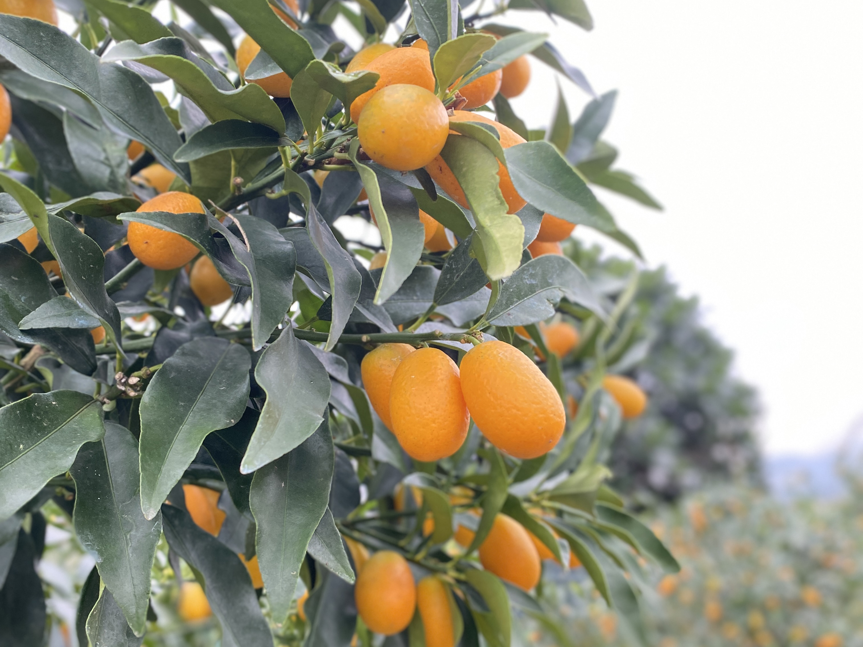 時令金柑新鮮登場