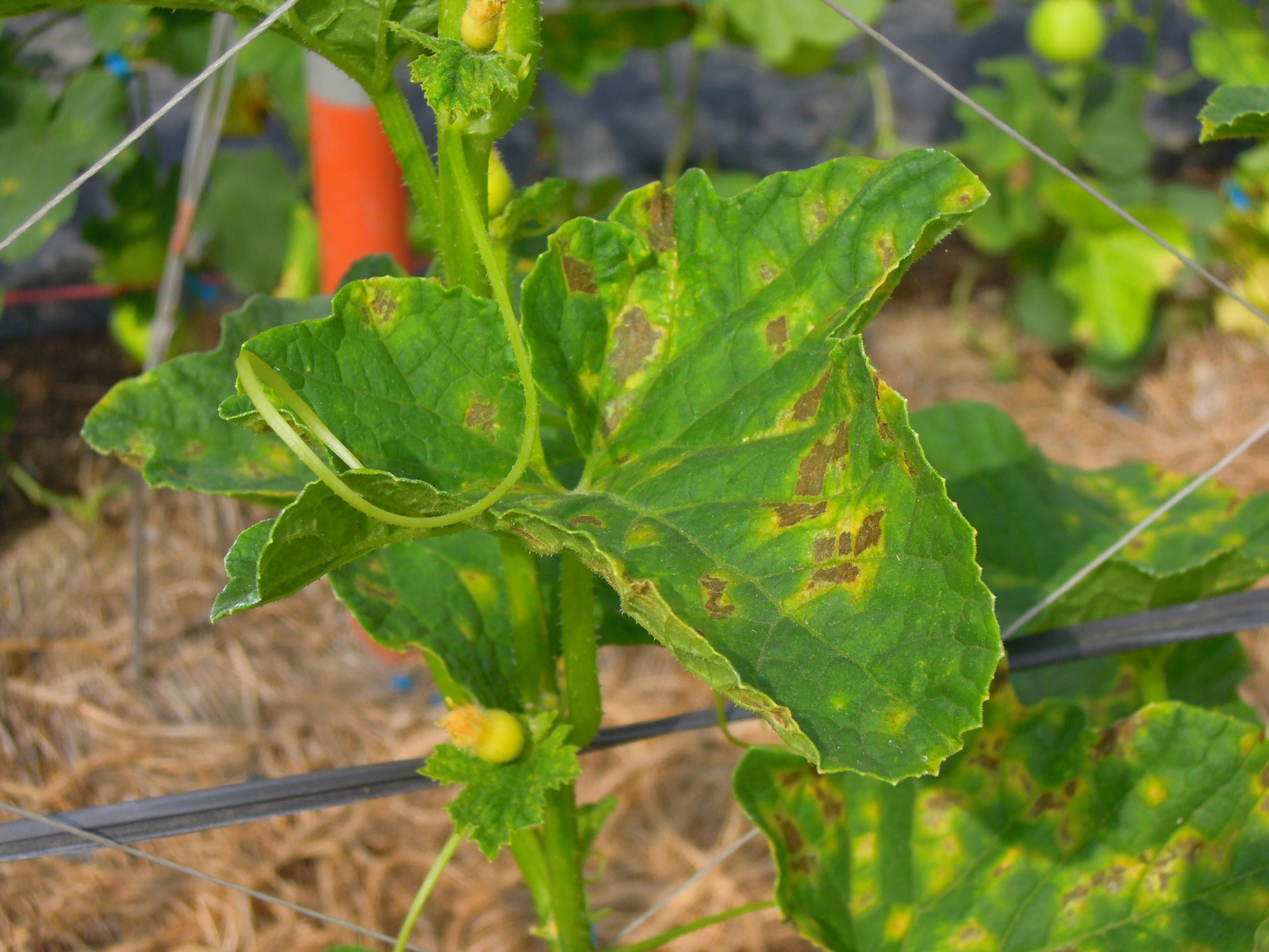 甜瓜露菌病病徵，有明顯的角斑