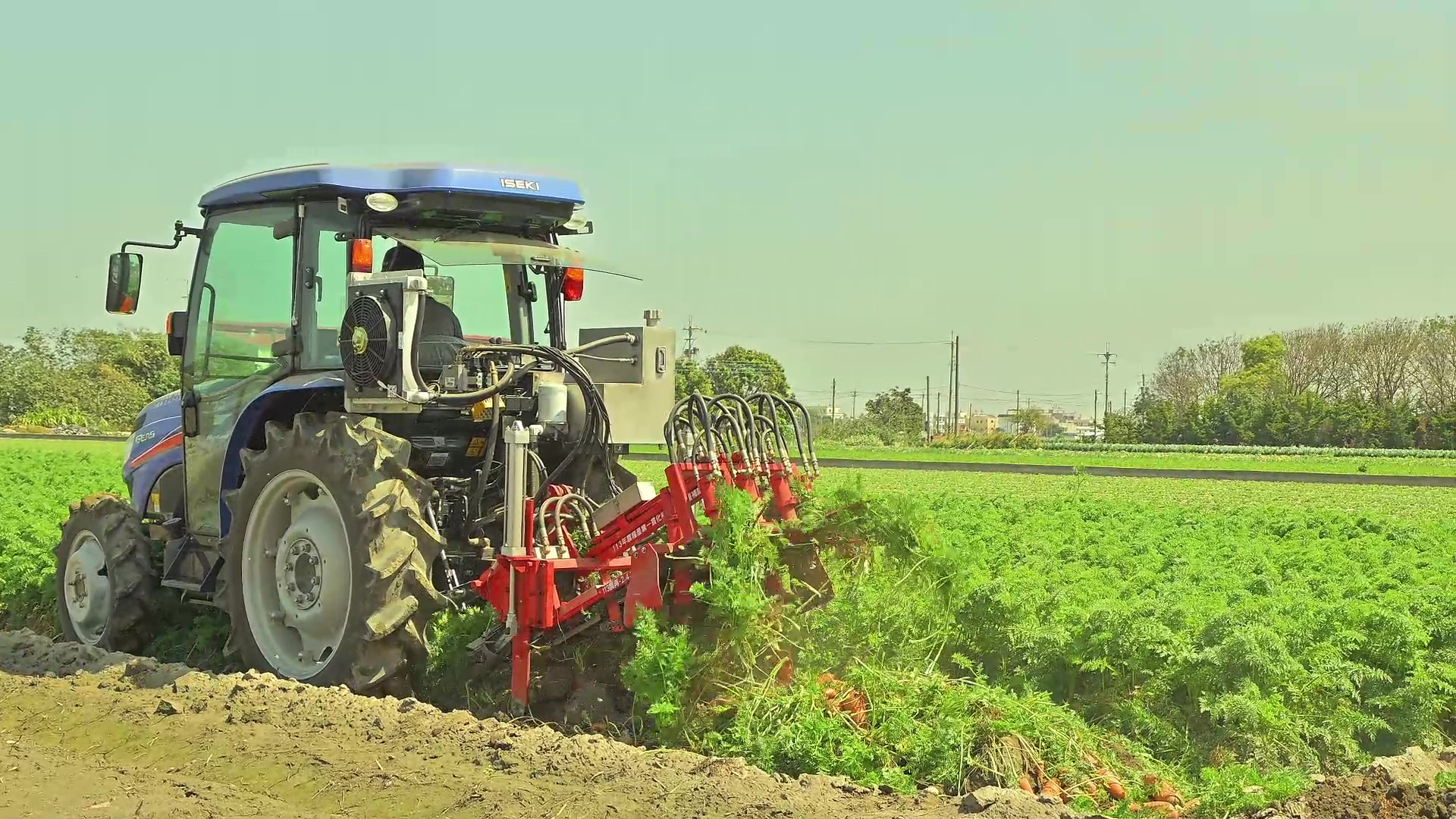 胡蘿蔔機械一貫化輕鬆又省工