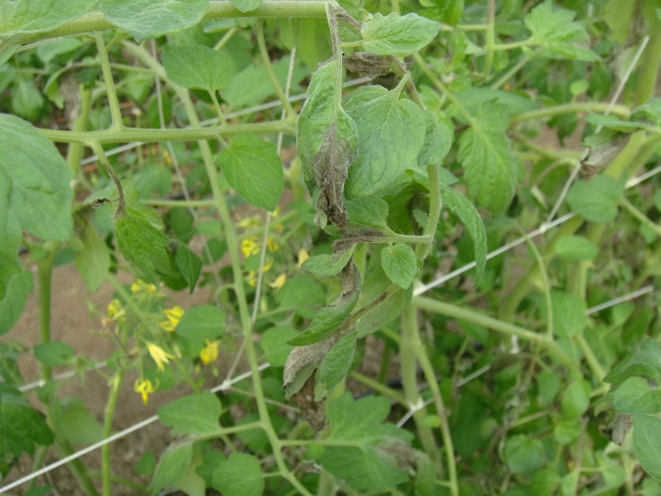 日夜溫差大 台南場呼籲預防茄科作物晚疫病