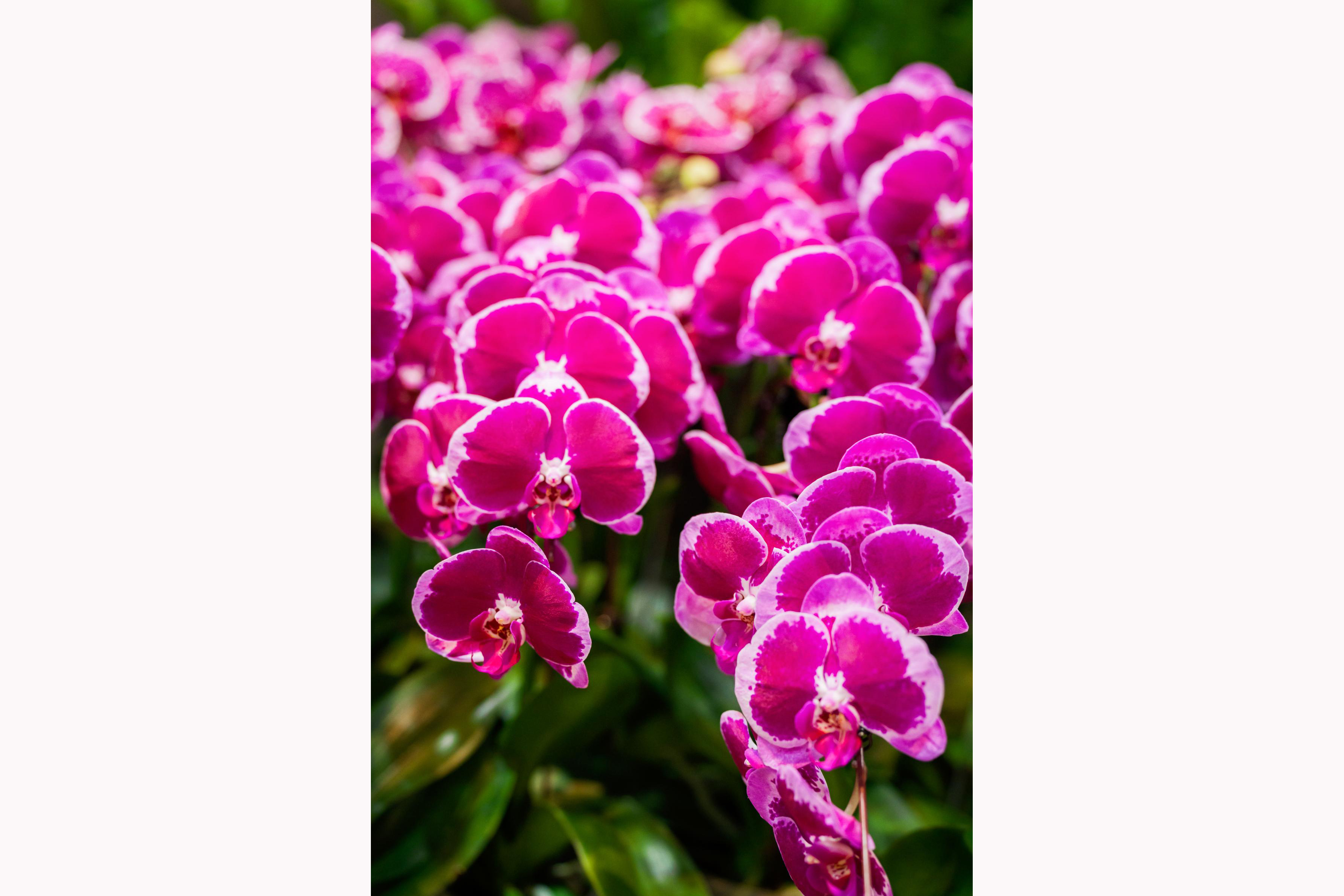  「花漾館」為全臺育種成果的集中展示場域，展現臺灣於全球蘭花市場的領先優勢