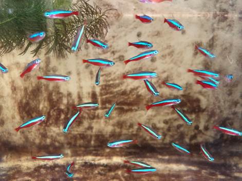 紅蓮燈人工繁殖技術成功建立 水試所協助觀賞魚產業自主量產