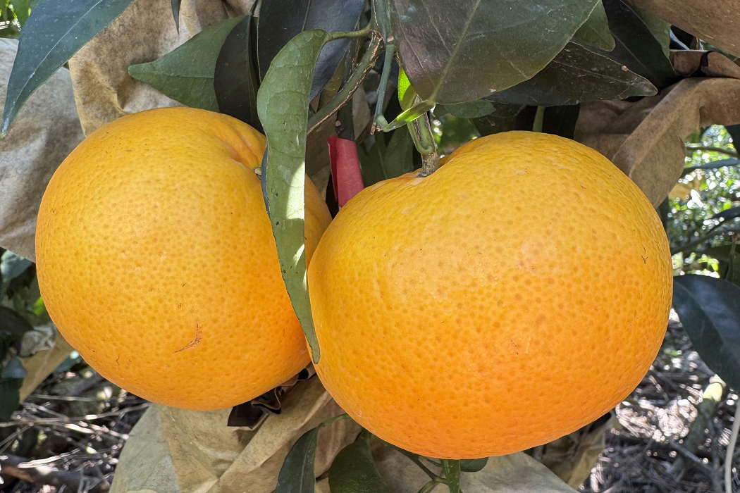 採收後黃金管理期　酸性土壤改良助黃金茂谷柑果實品質再升級