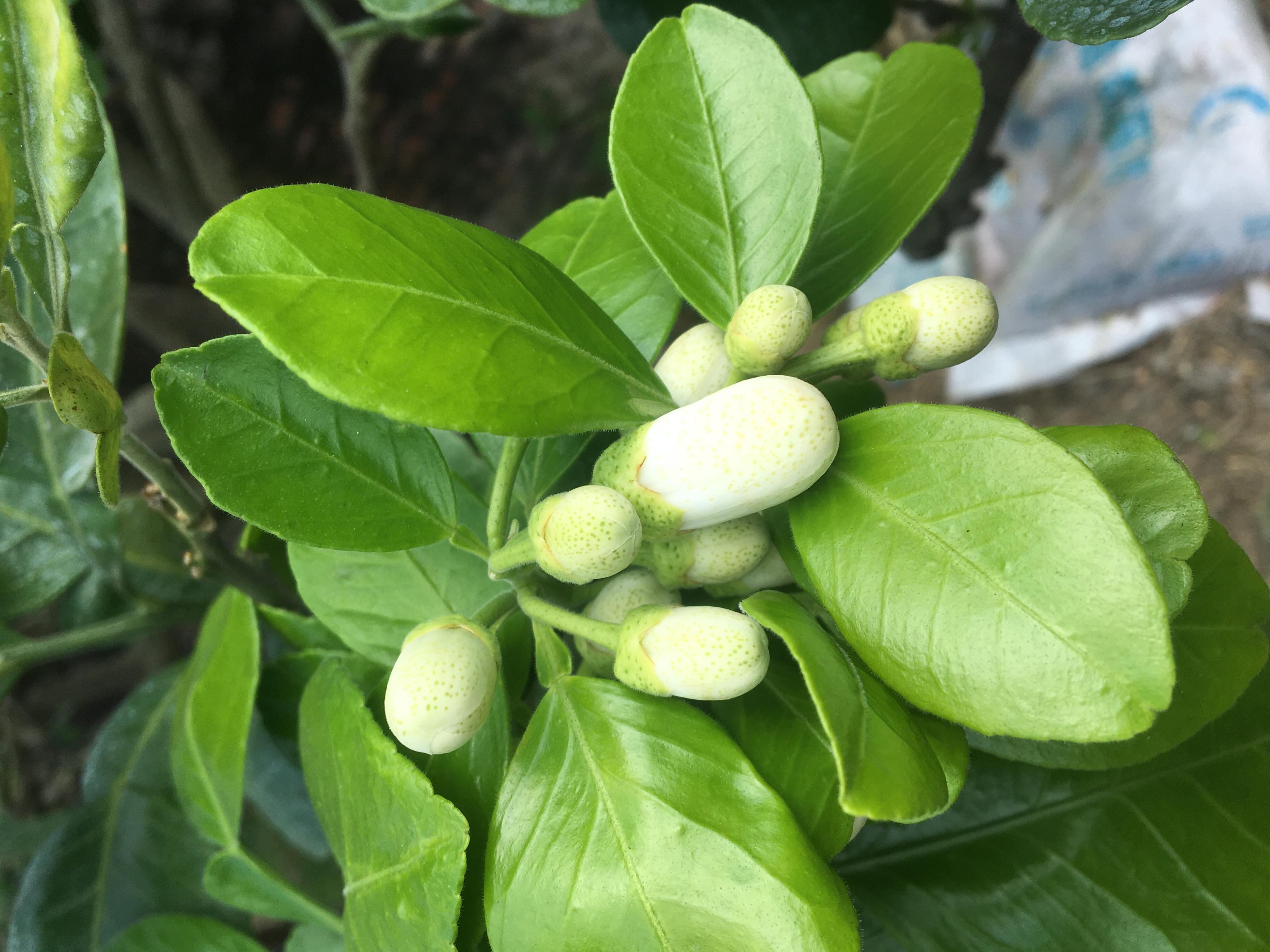 花苞開展前應即噴藥防治小黃薊馬