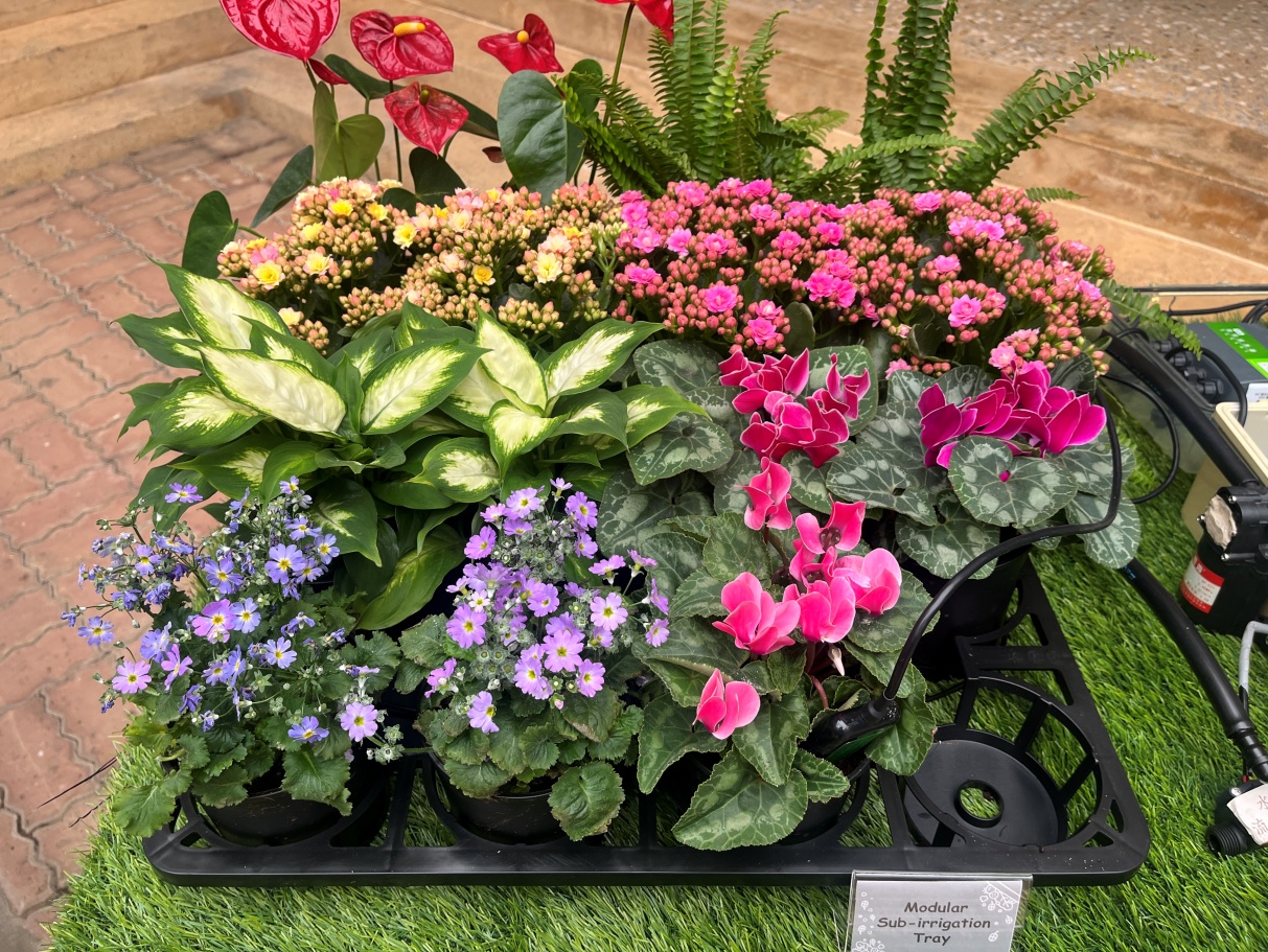 規格4寸盆花運用底部灌溉栽培端盤串接管路及感測控制器灌溉