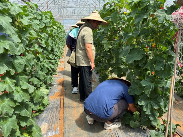 設施美濃瓜最適灌溉模式 省水節能好生產