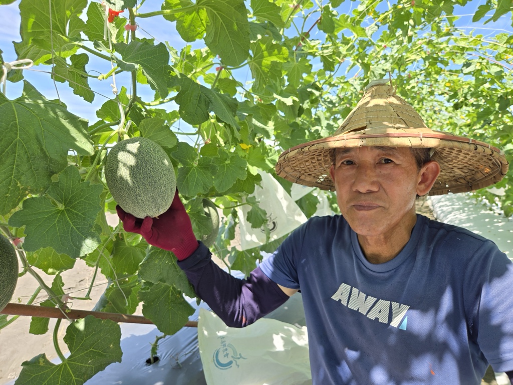 宜蘭甜瓜產量升級！花蓮場篩選露天新品種「佩洛斯」正式亮相