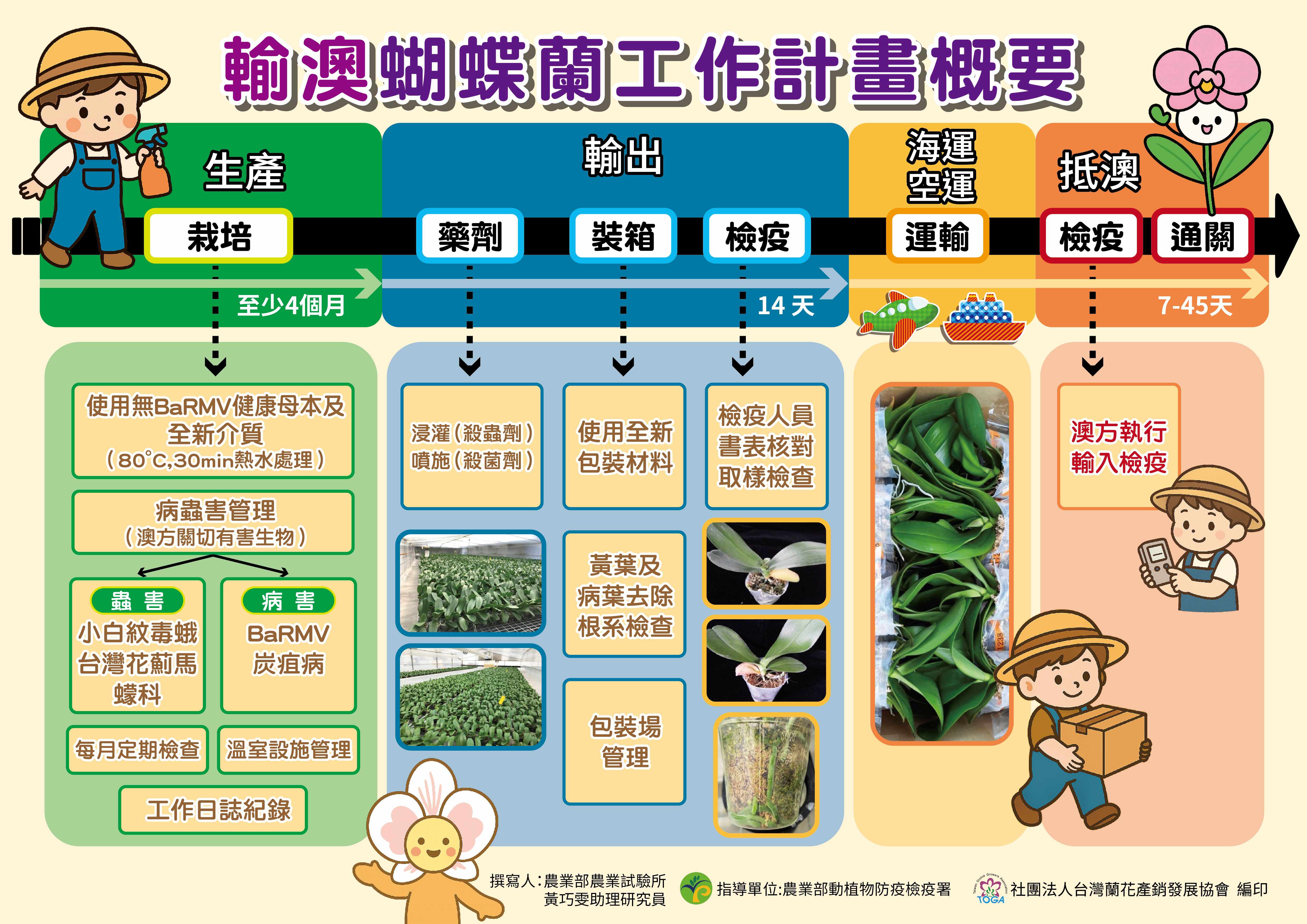 輸澳蝴蝶蘭工作計畫流程概要