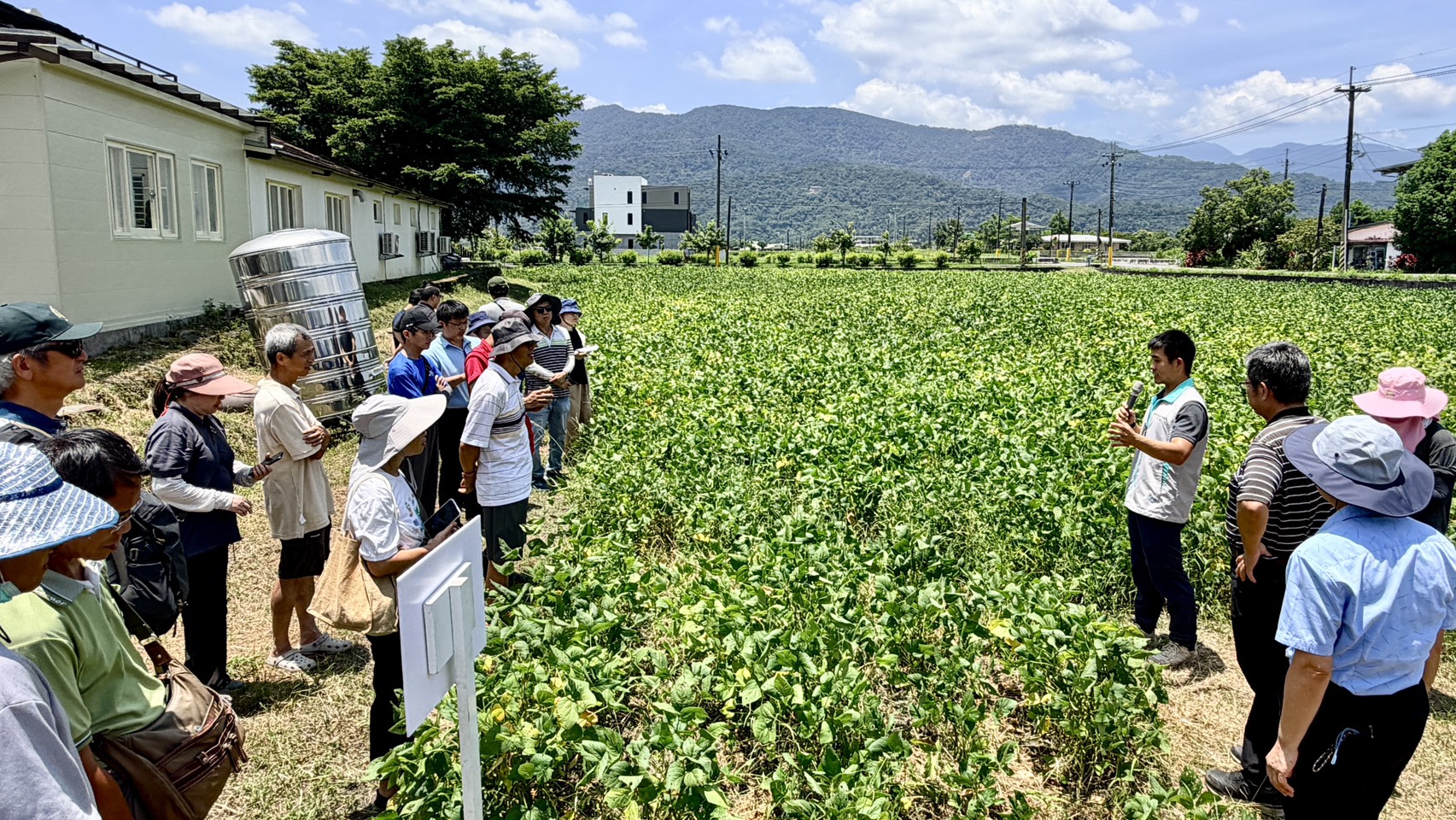 早熟又抗倒伏！宜蘭老種黑豆純化新品種「蘭陽1號」
