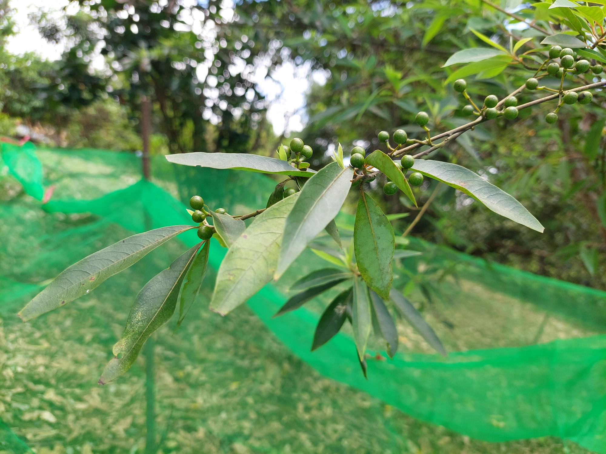 山胡椒果樹結實纍纍