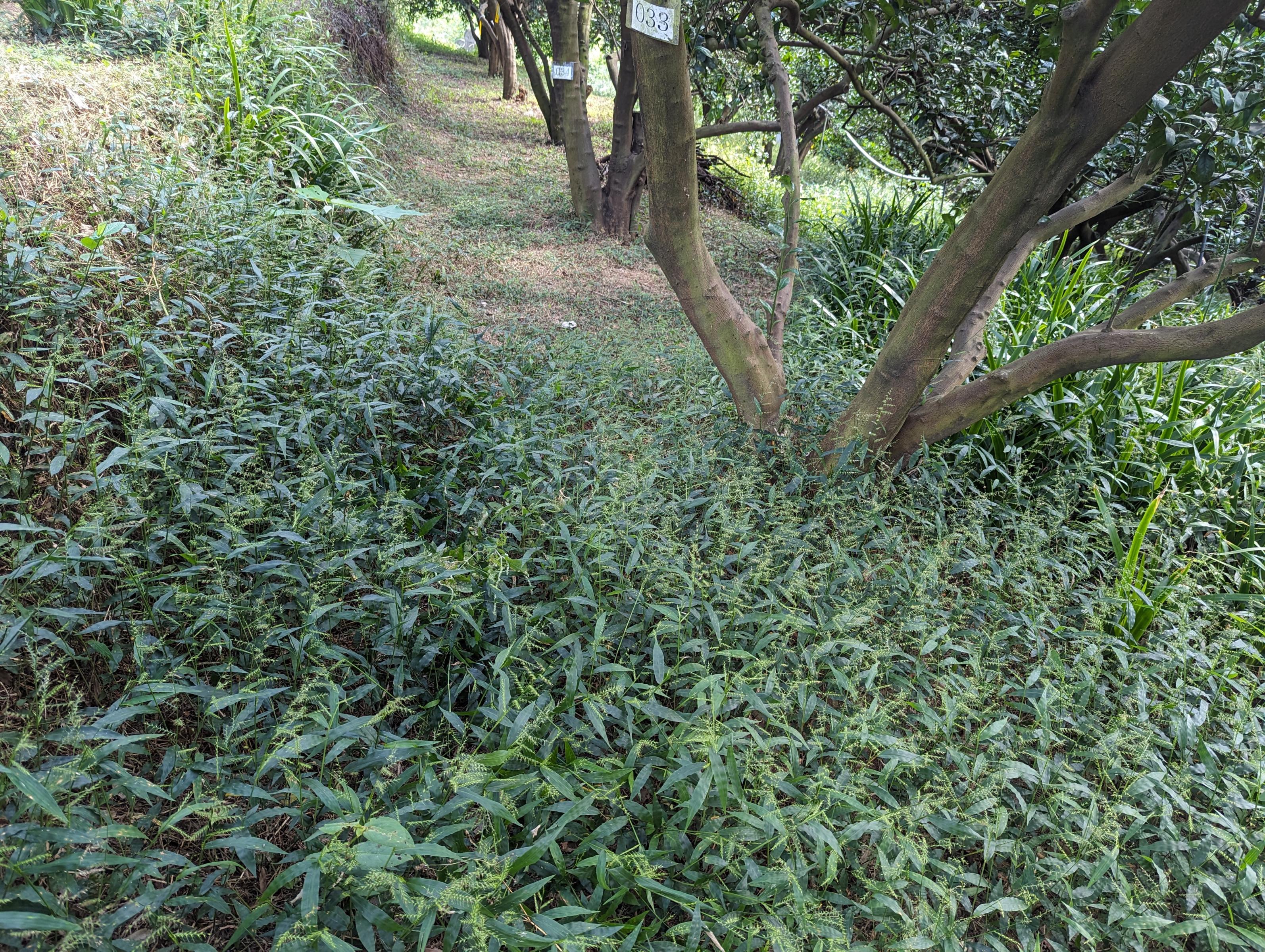 桃園場推果園草生栽培 翻轉果園雜草形象